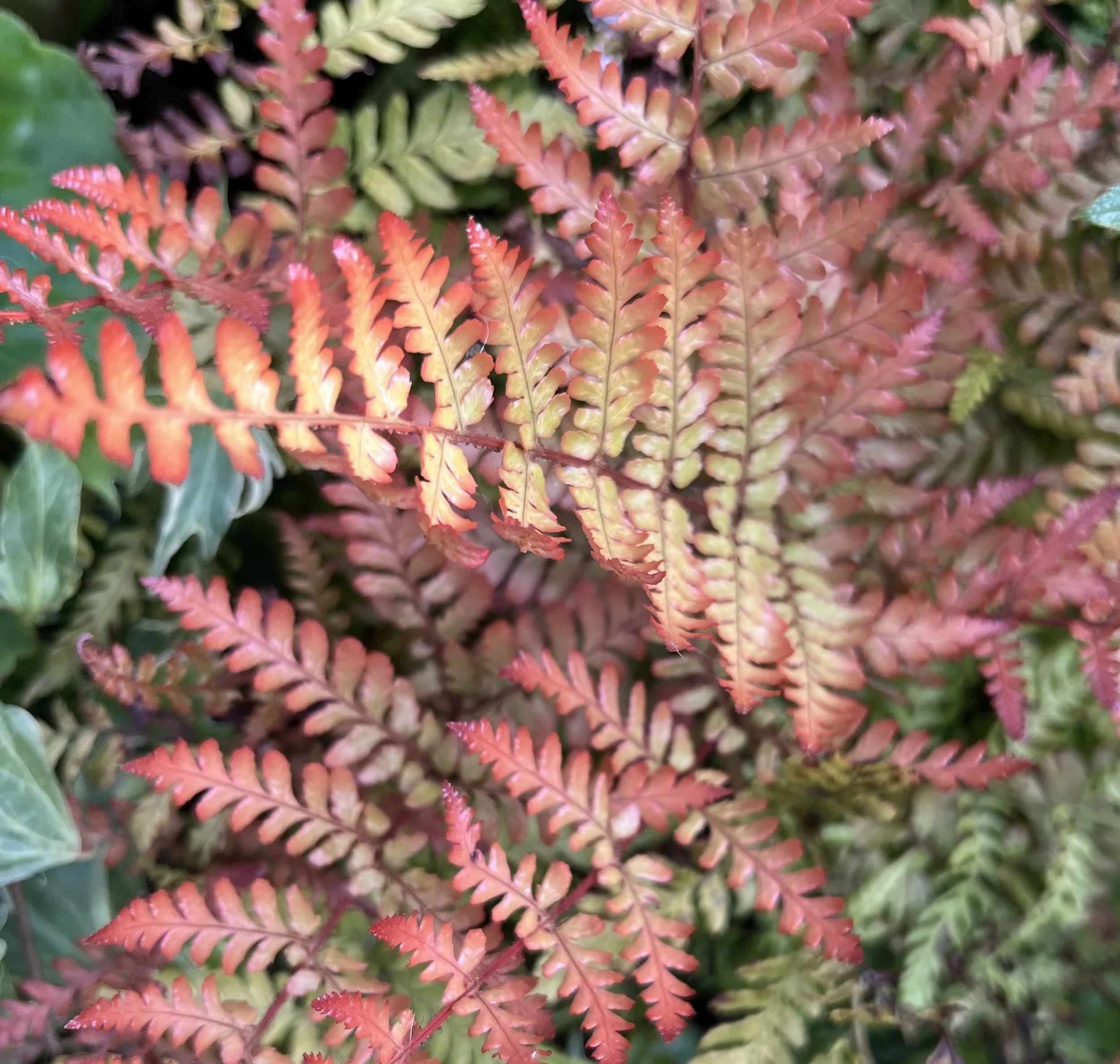 Dryopteris erythrosora