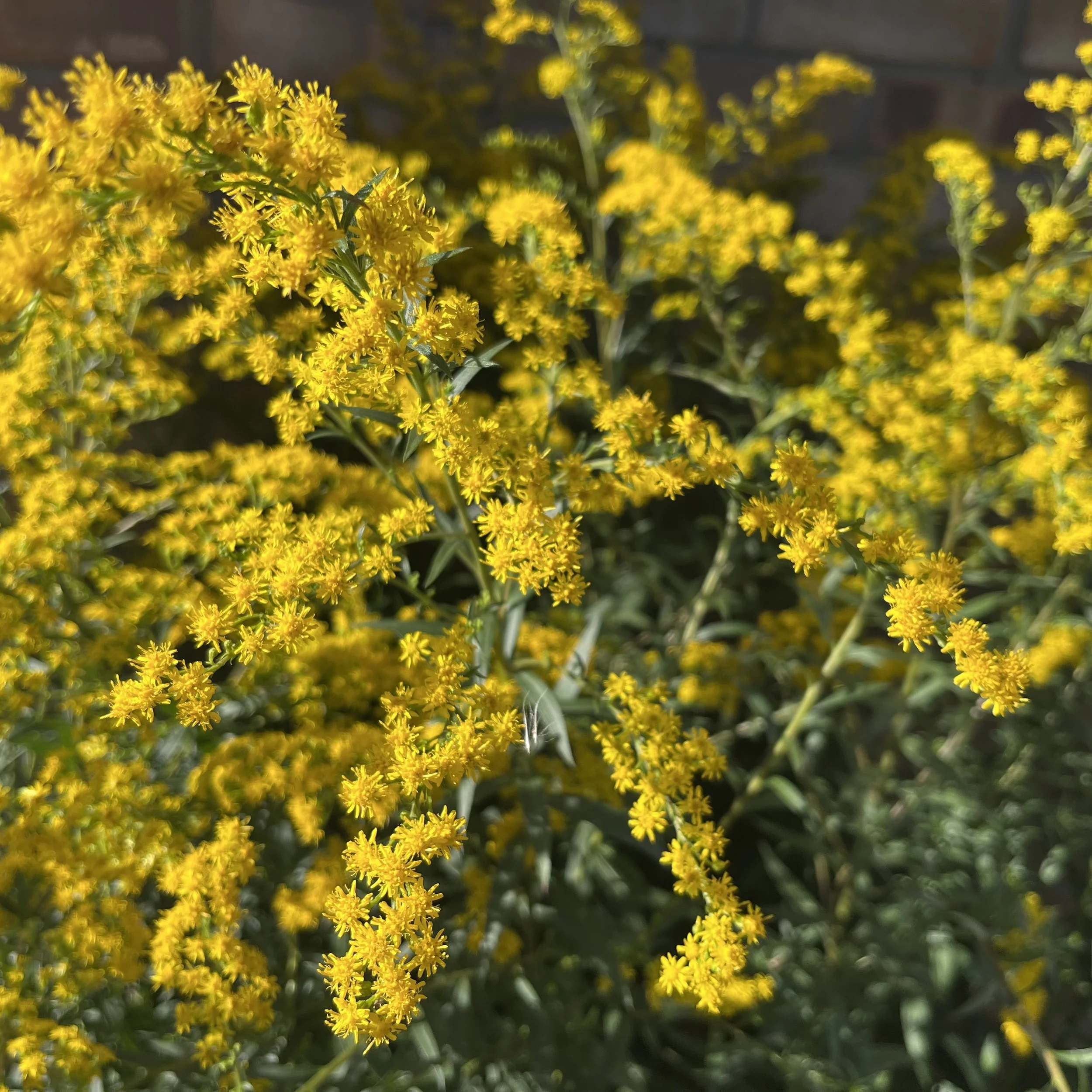 Solidago 'Dennis Strange' Image 003.jpeg