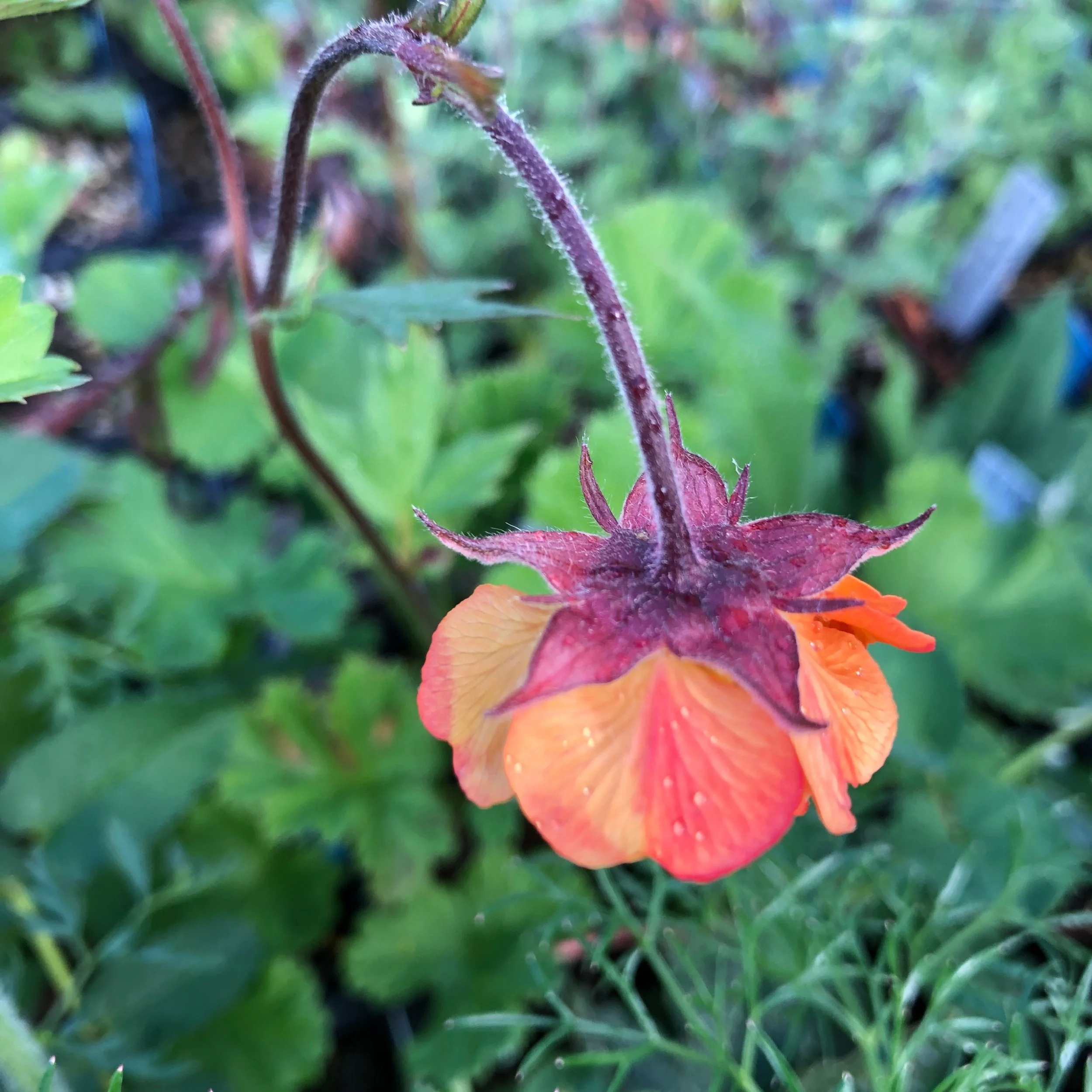 Geum ‘Hannay’s’