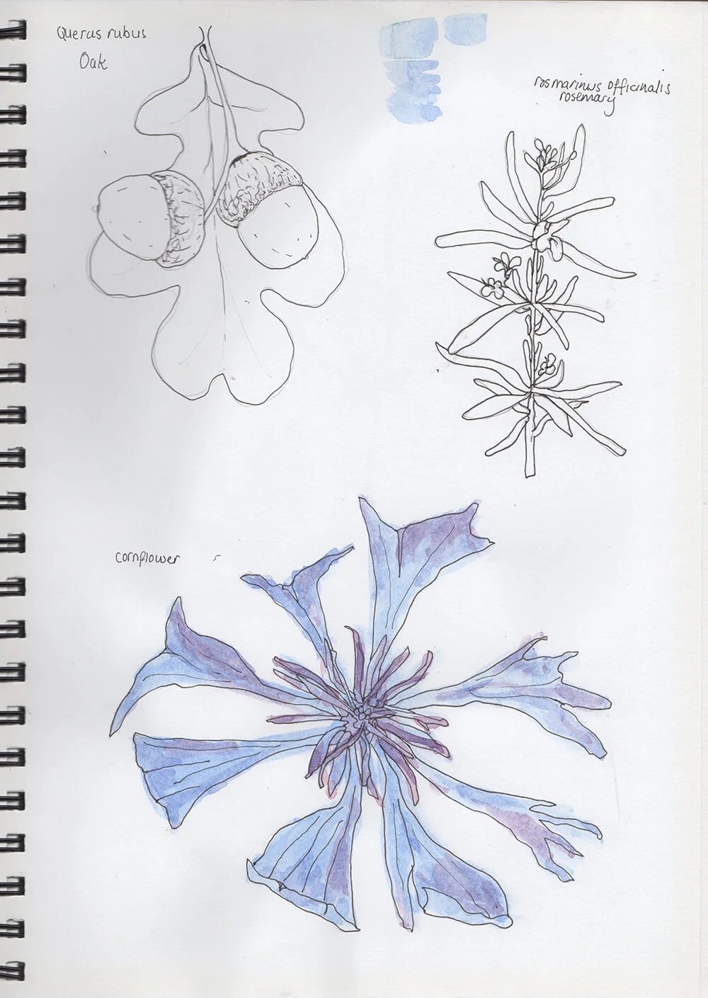 Herber Sketchbook (Copy)