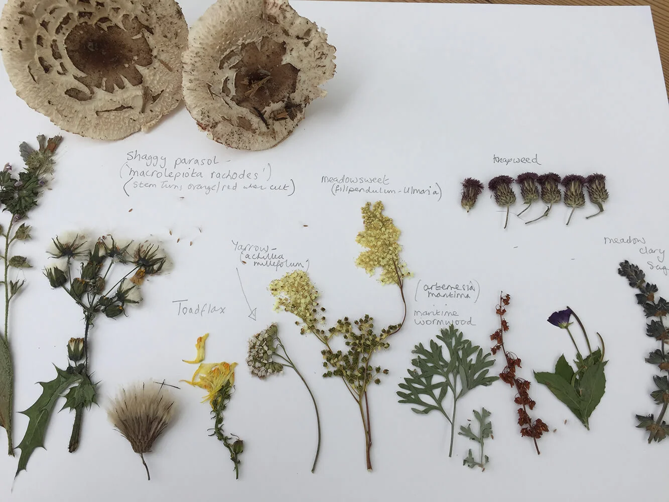 Various Foraged (Copy)