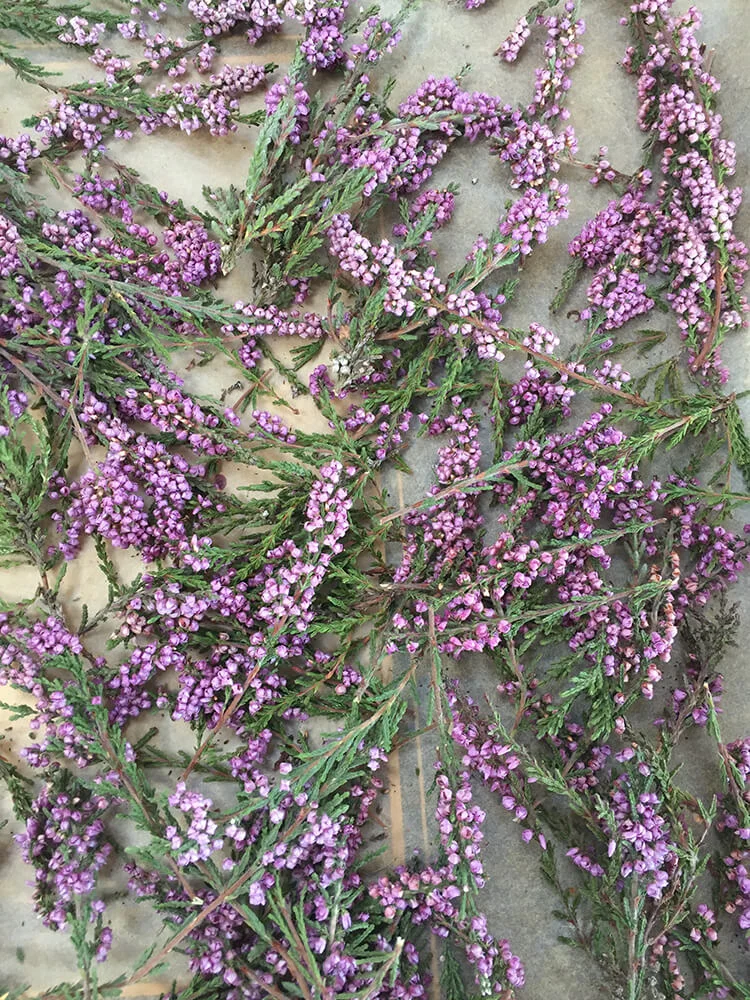 Heather (Copy)