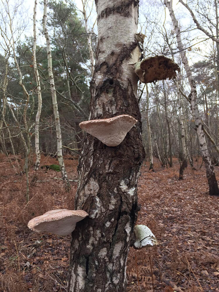 Birch Polypore (Copy)