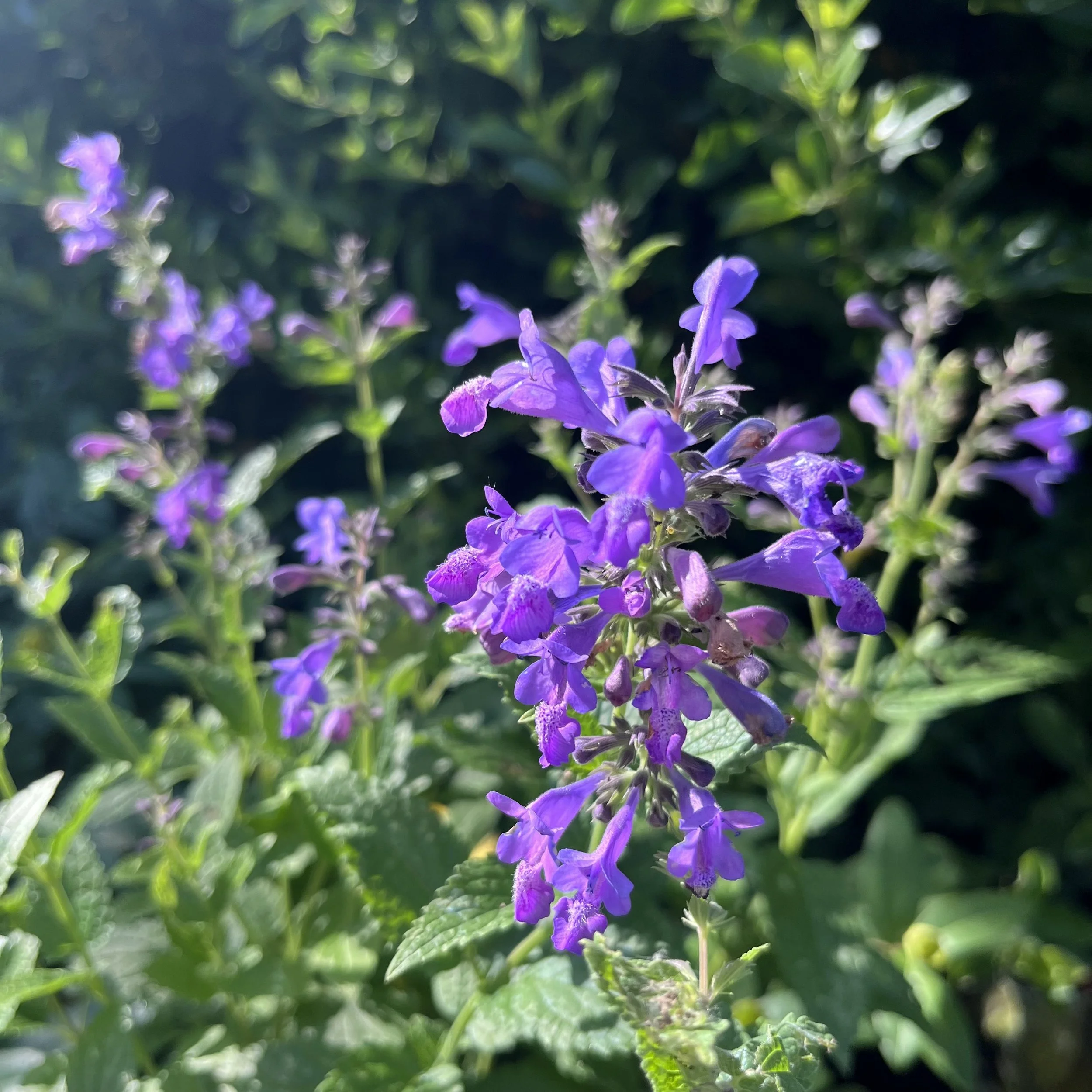 Nepeta ‘Weinheim Summer Blues’