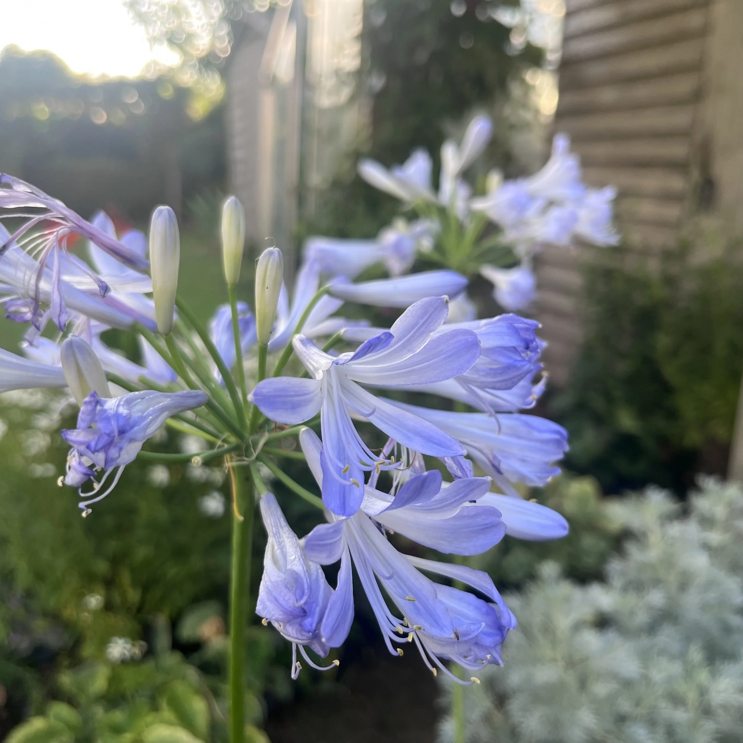 Agapanthus 'Phantom' Image 1.jpg