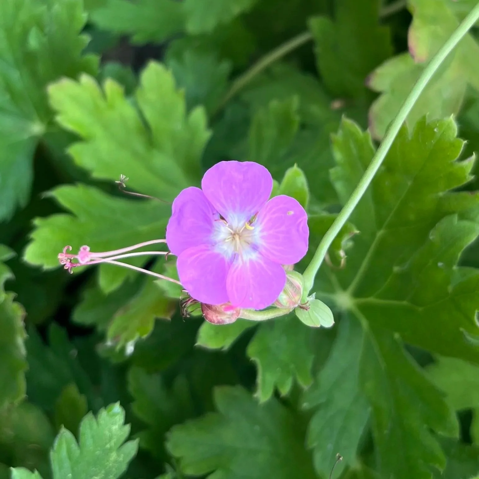 Geranium+x+cantabrigiense+%27Leanne%27+Image+1.jpg