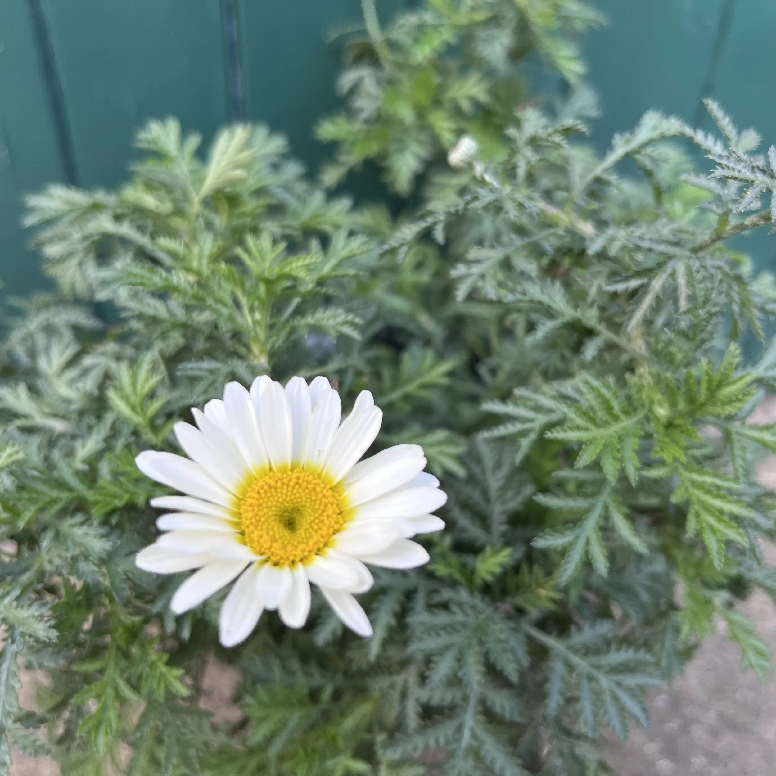 Anthemis ‘Cally Cream’