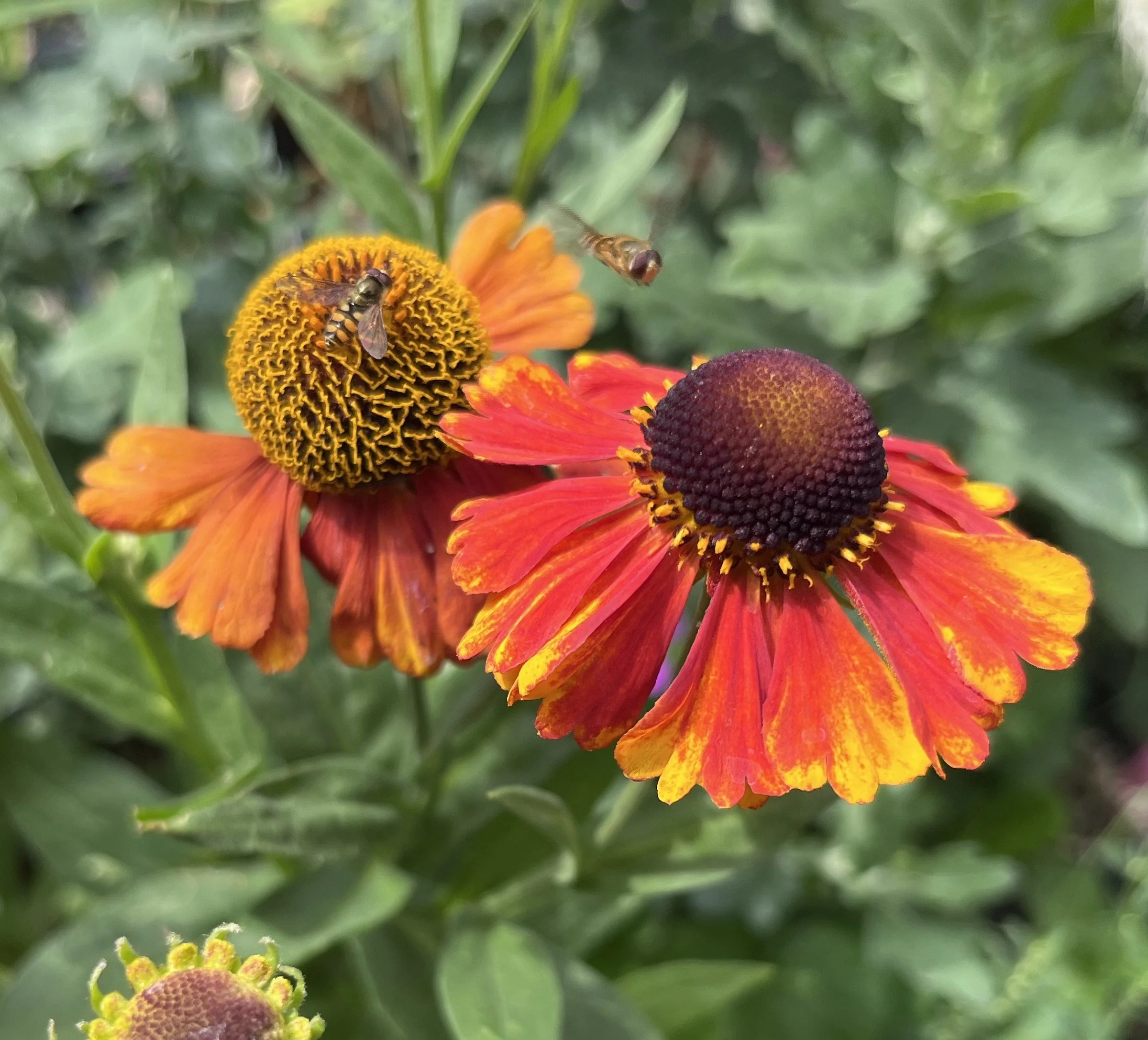 Helenium 'Sahin's Early Flowerer'