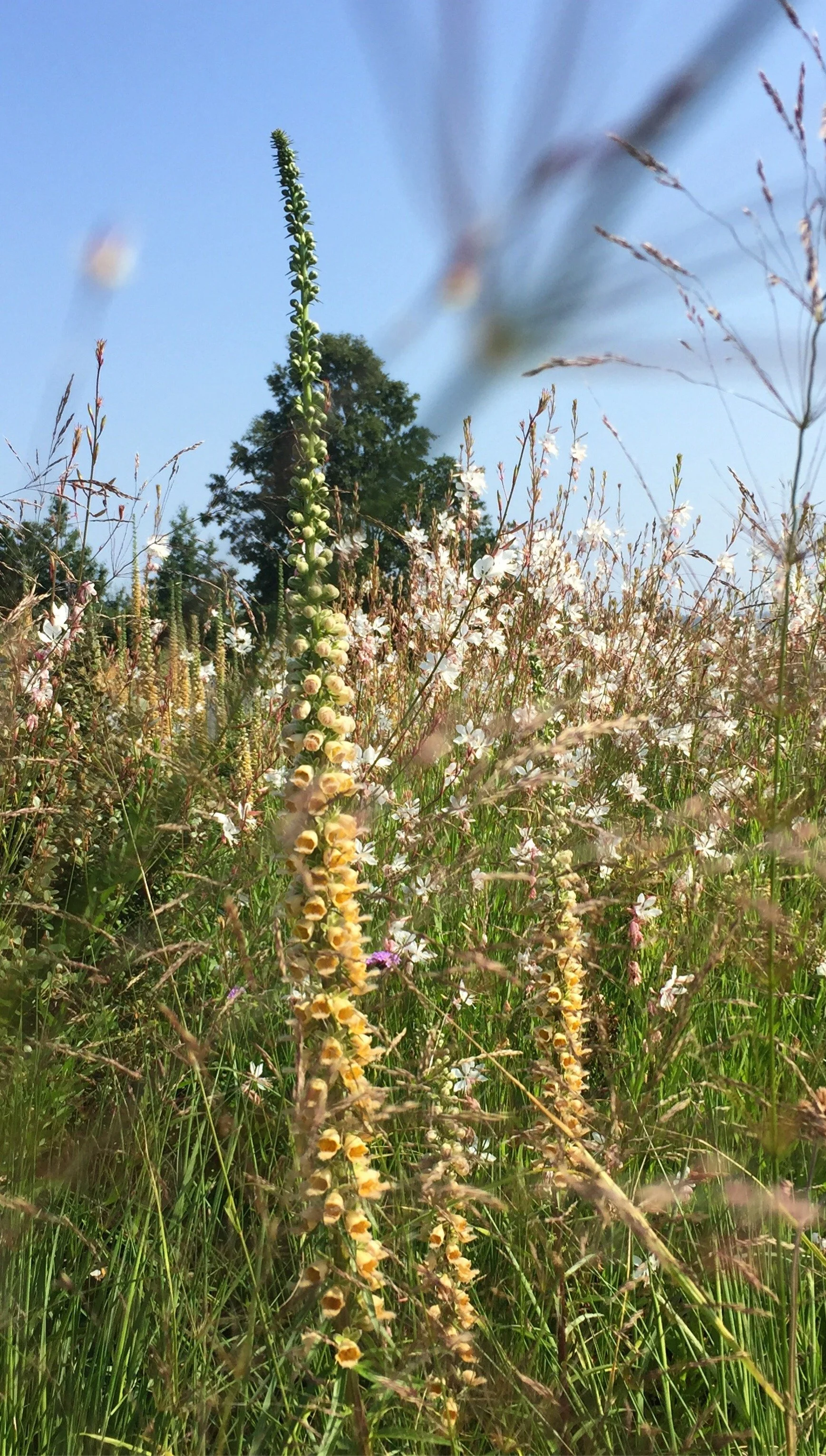 Digitalis ferruginea