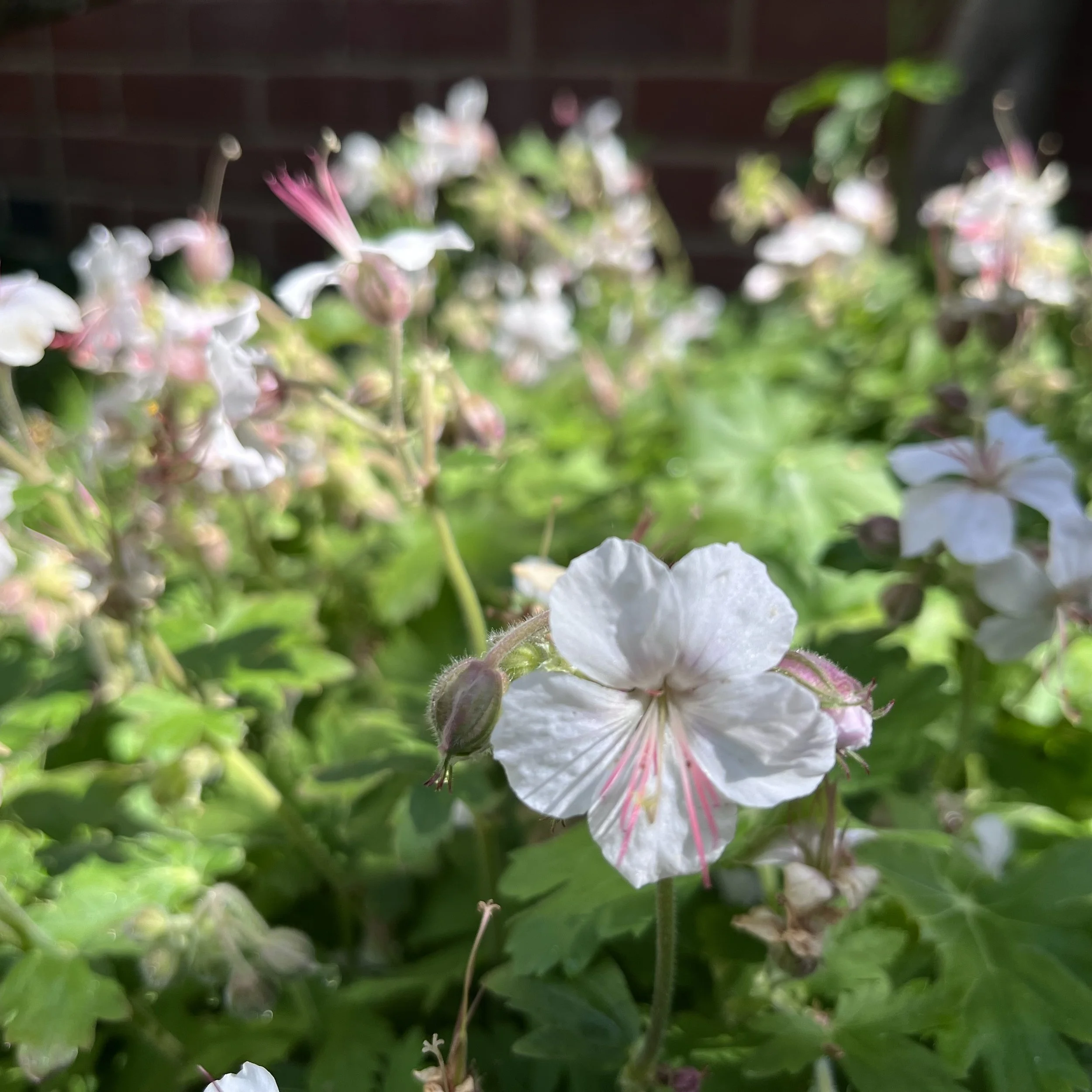 Geranium macrorrhizum 'Glacier'