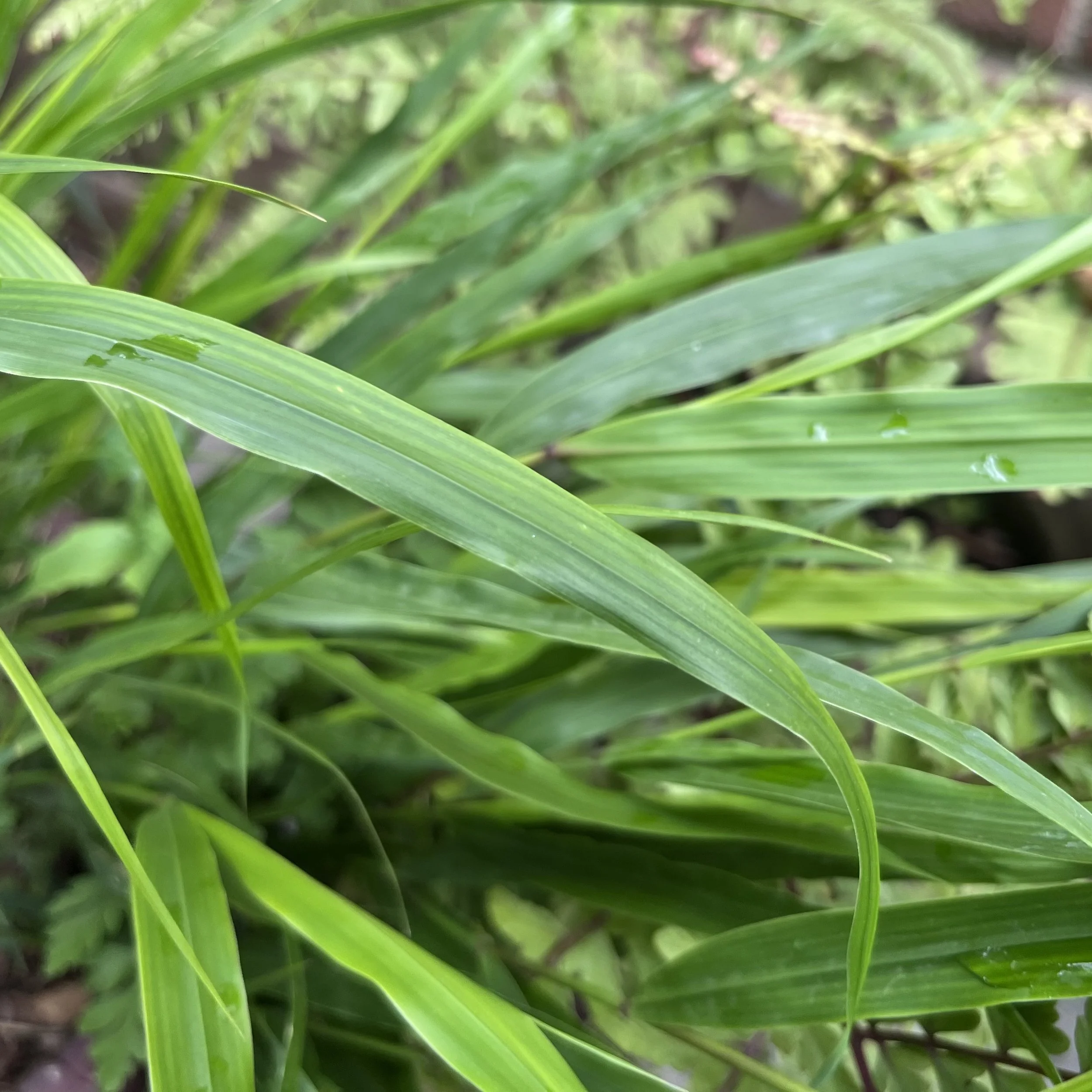 Hakonechloa macra ‘Beni-Kaze’