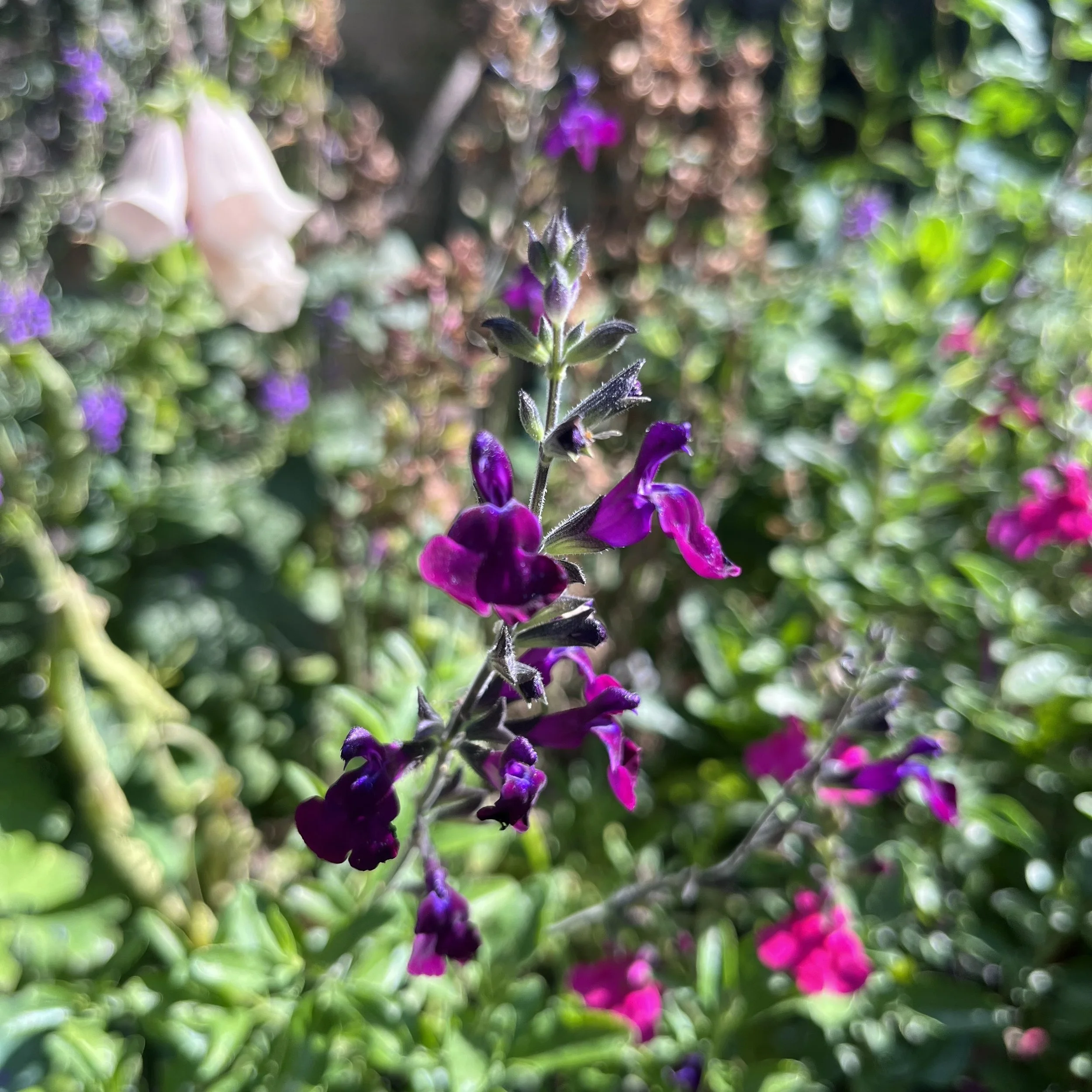 Salvia 'Nachtvlinder' Image 1.jpg