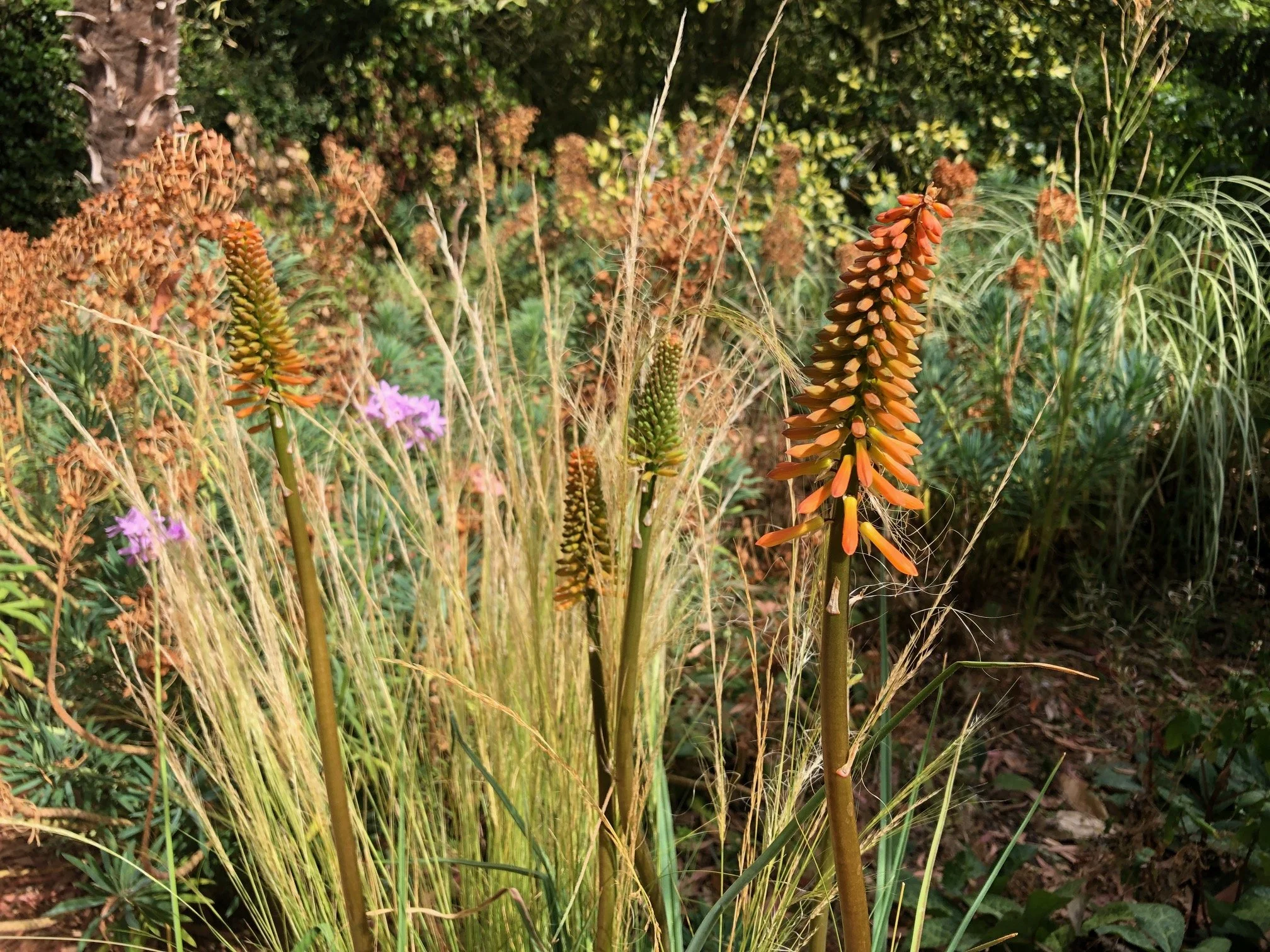 Kniphofia ‘Tawny King’