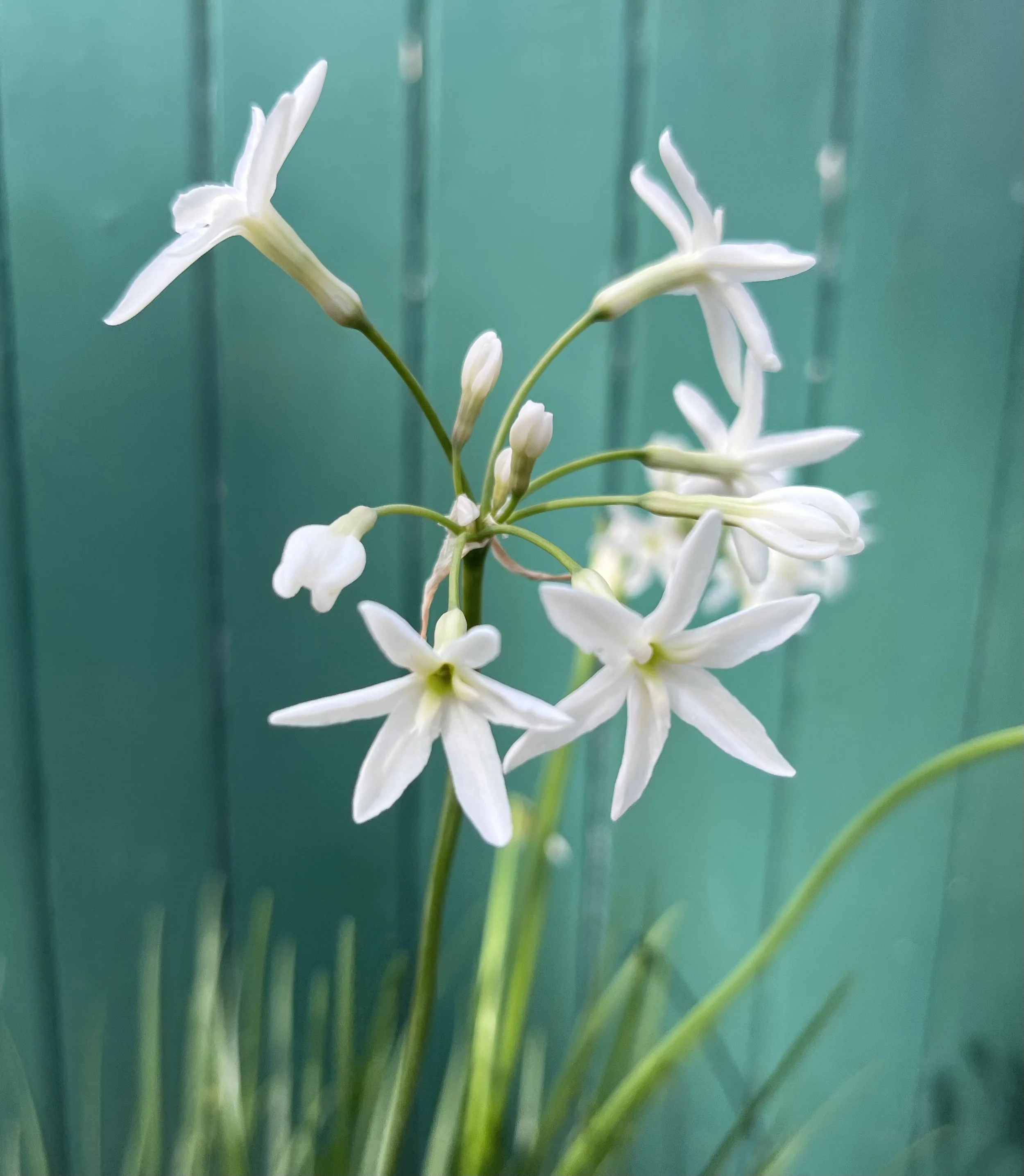 Tulbaghia ‘Snow White’
