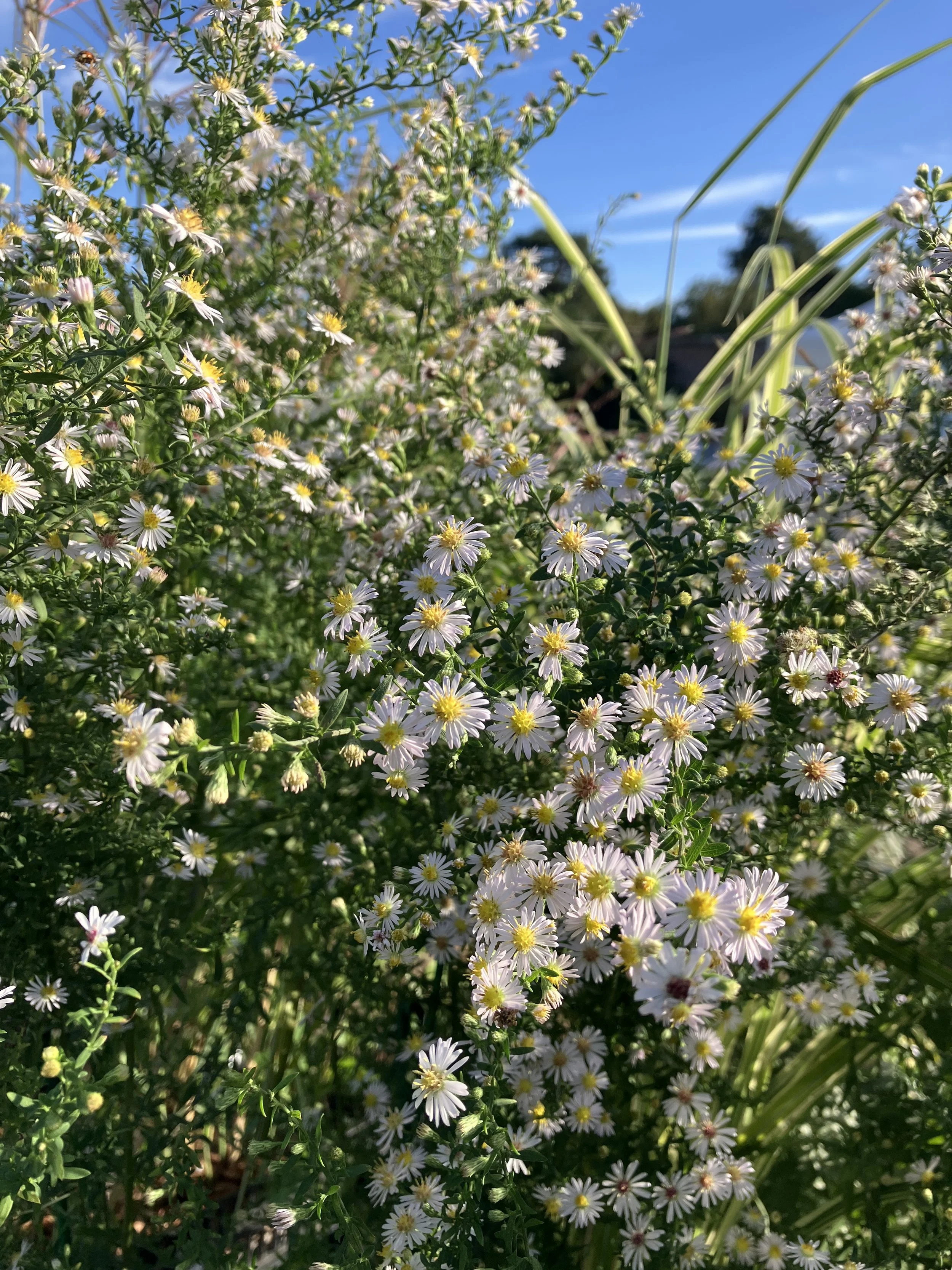 Symphyotrichum ericoides ‘Rosy Veil’