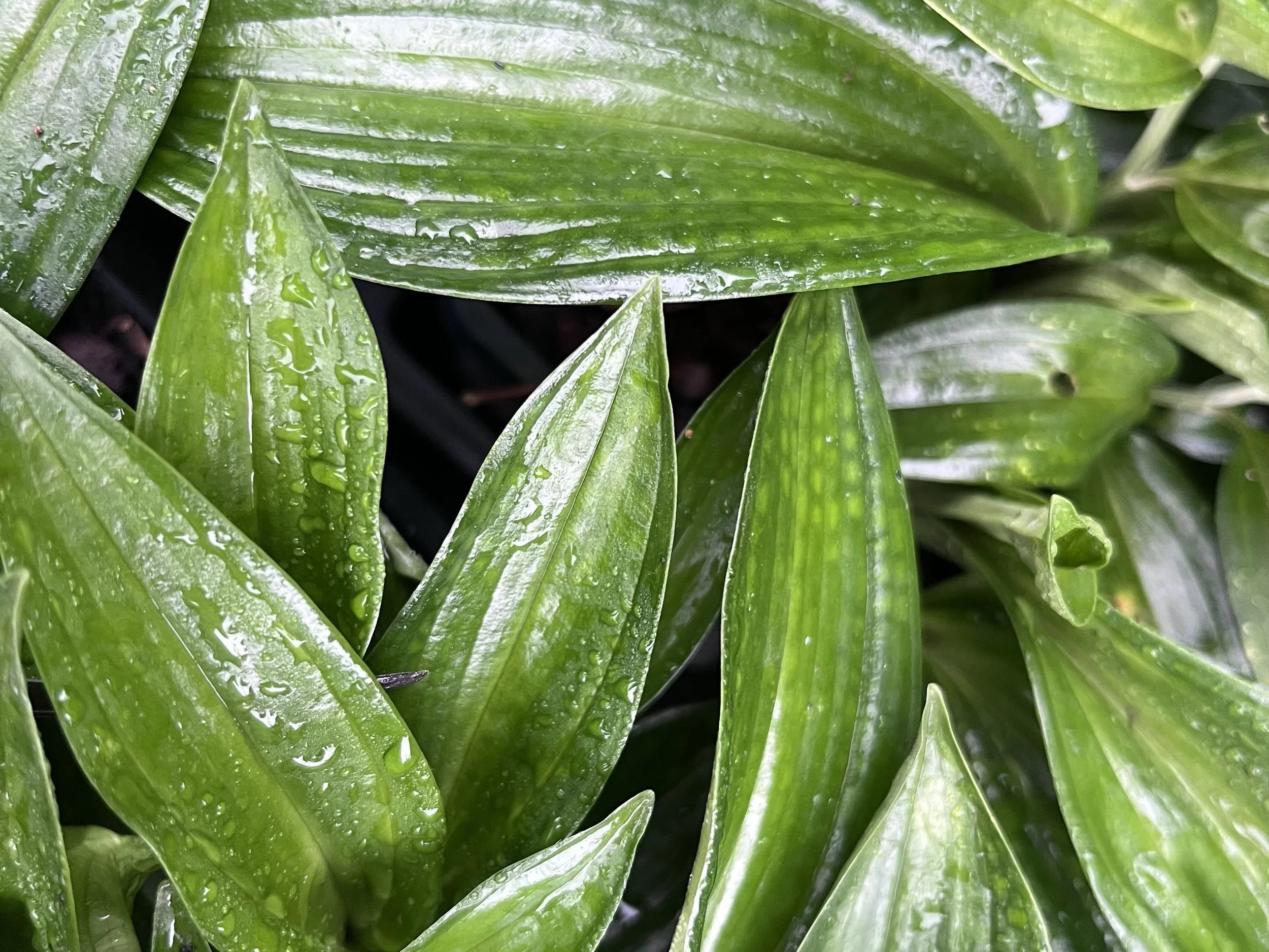 Disporopsis bakerorum