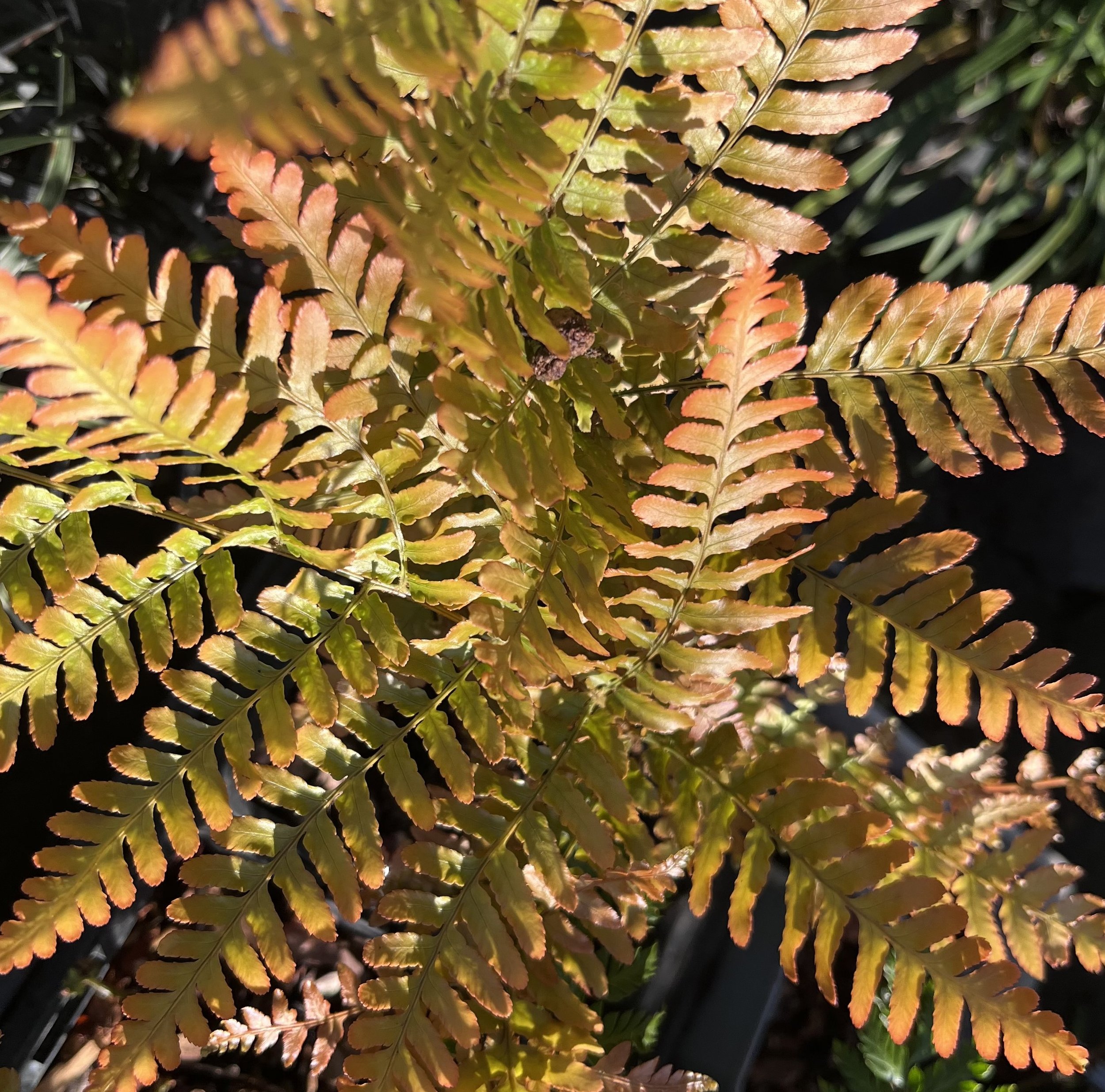 Dryopteris erythrosora Image 005.jpeg