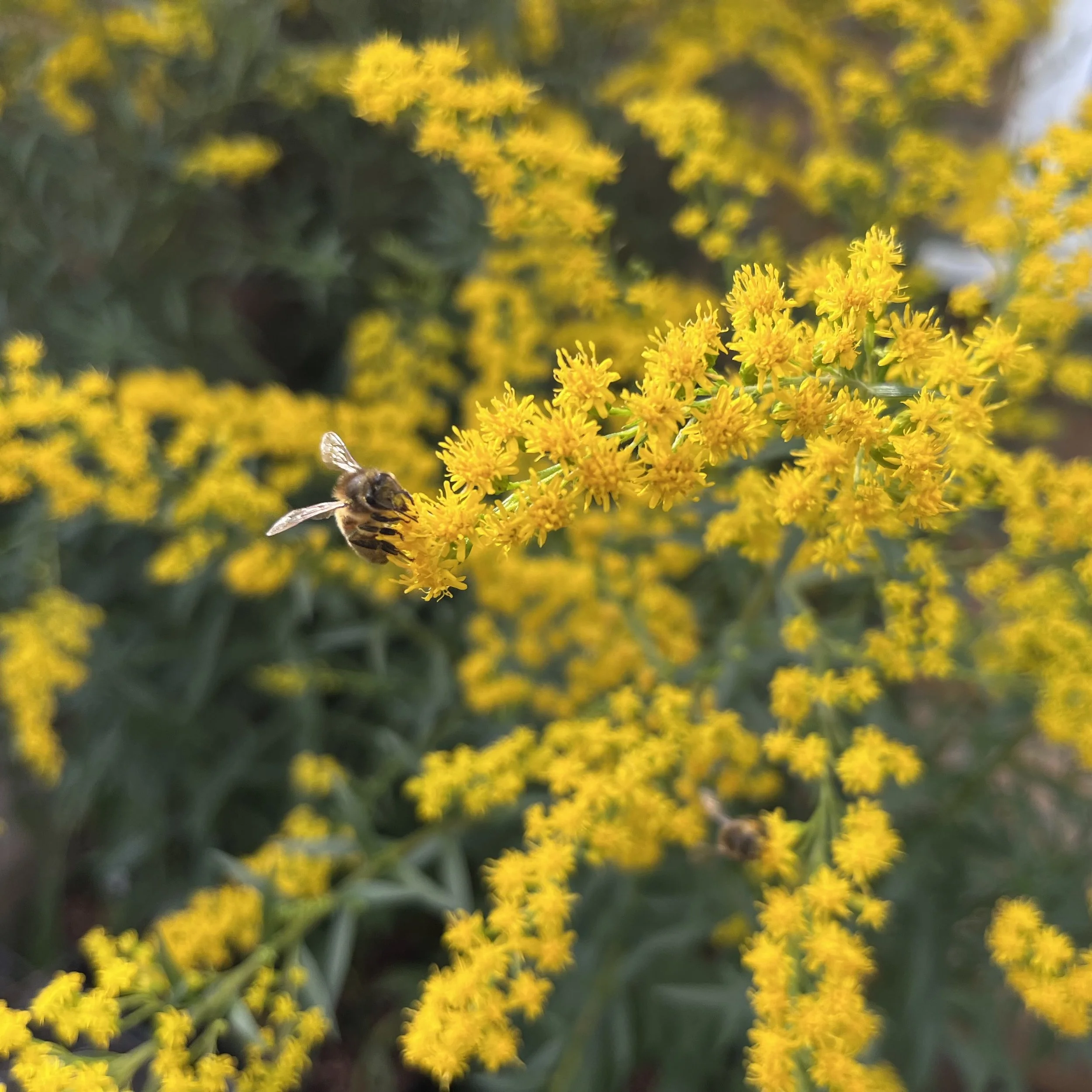Solidago 'Dennis Strange' Image 001.jpeg