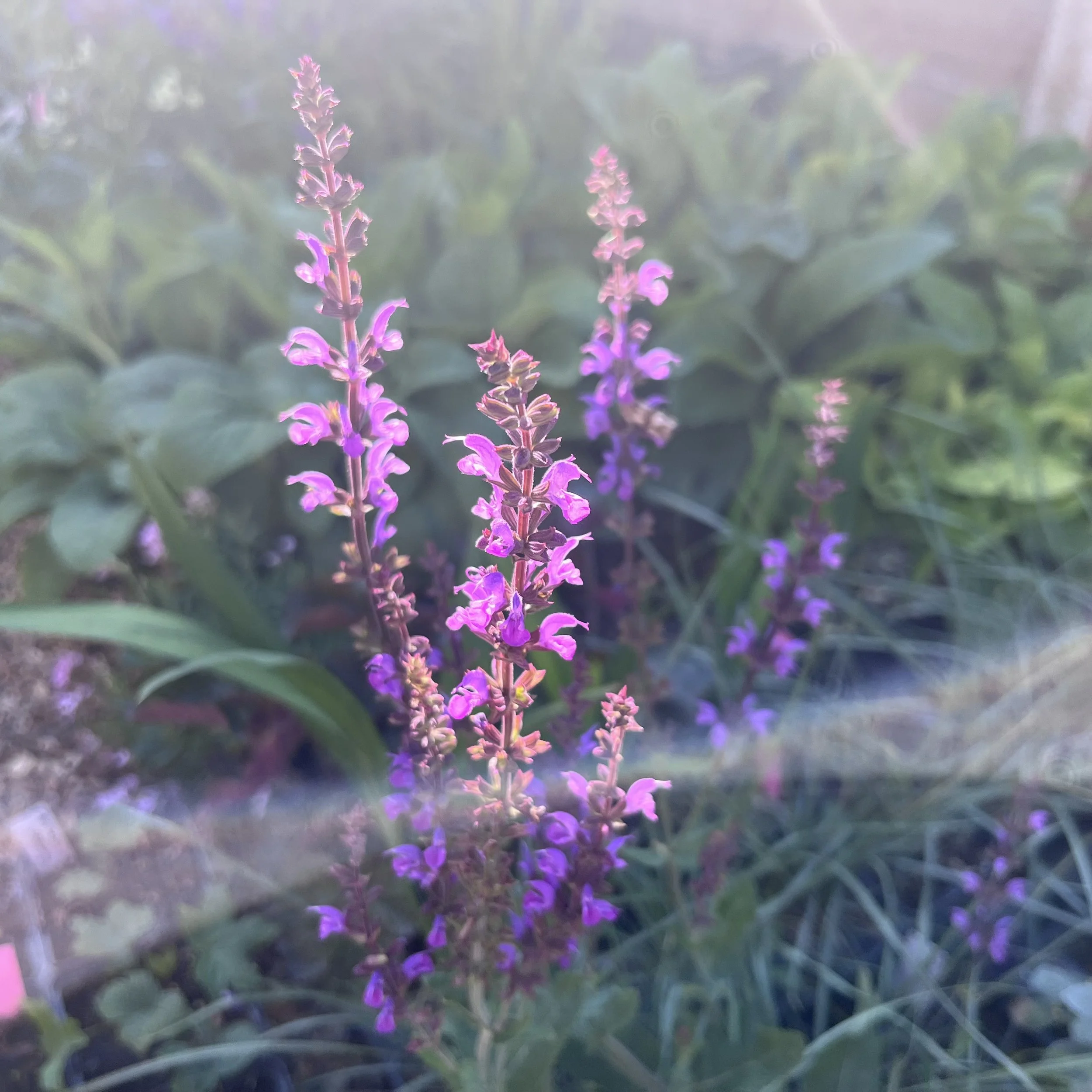 Salvia 'Miss Elly' Image 2.jpg