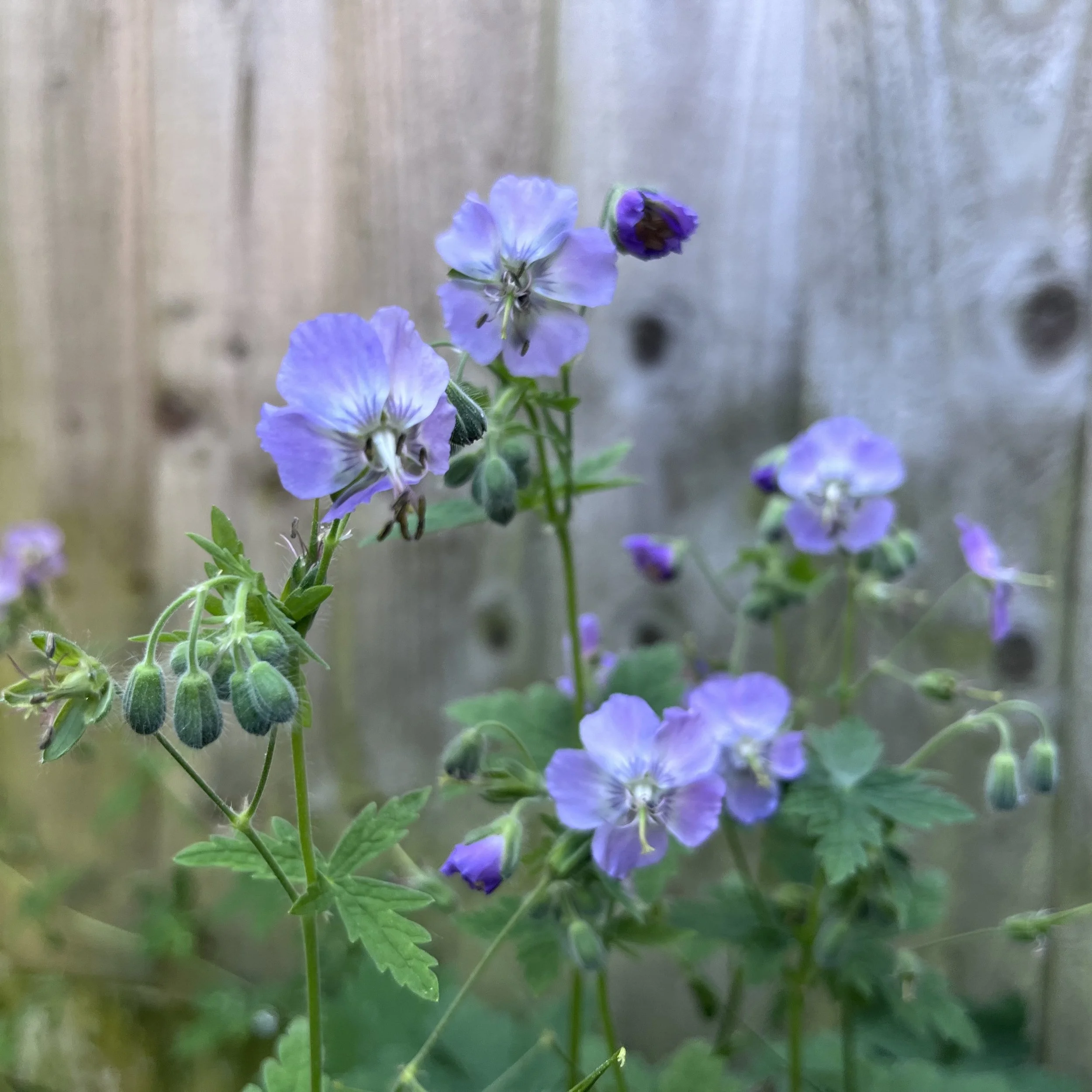 Geranium phaeum var. lividum 'Majus'