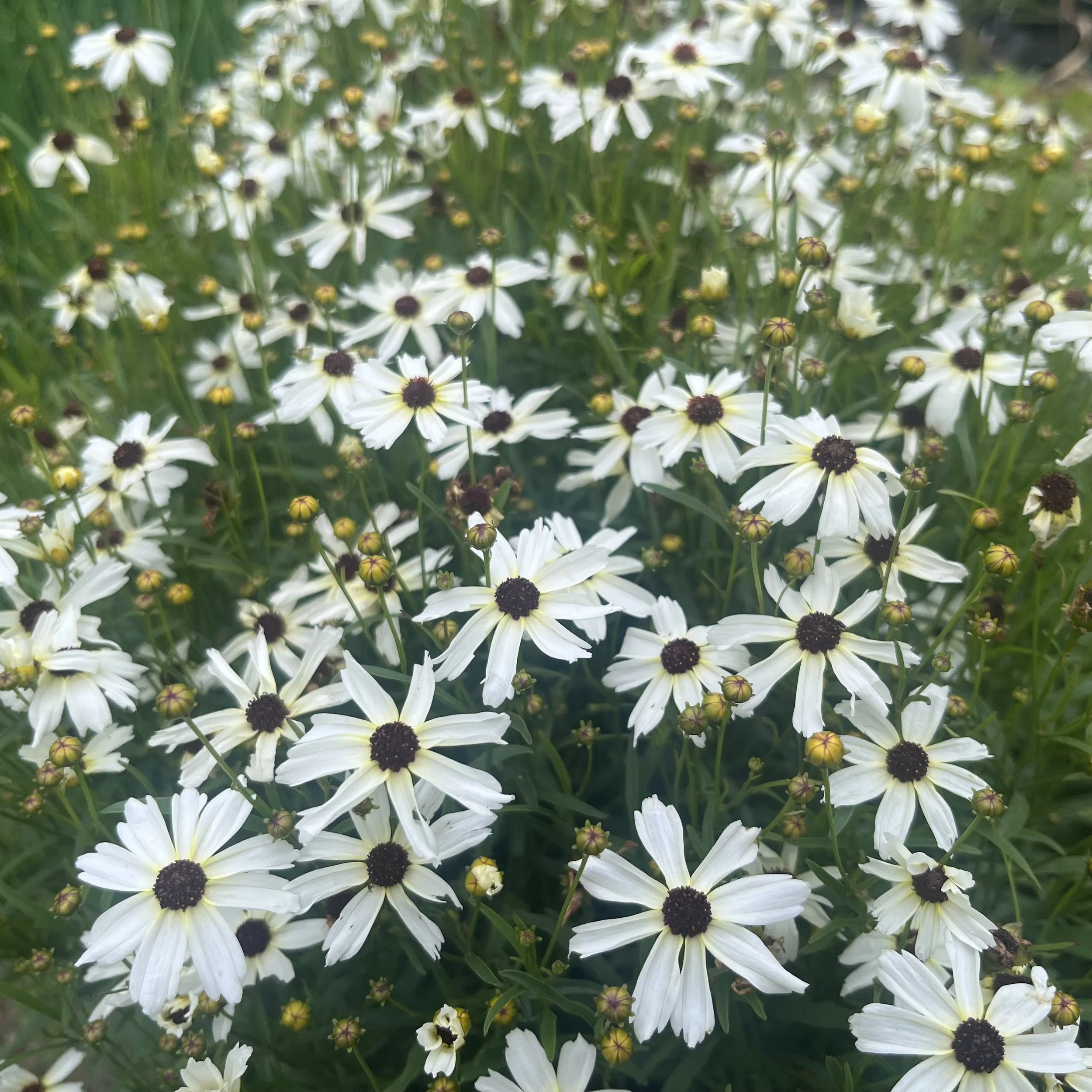 Coreopsis ‘Fool’s Gold’