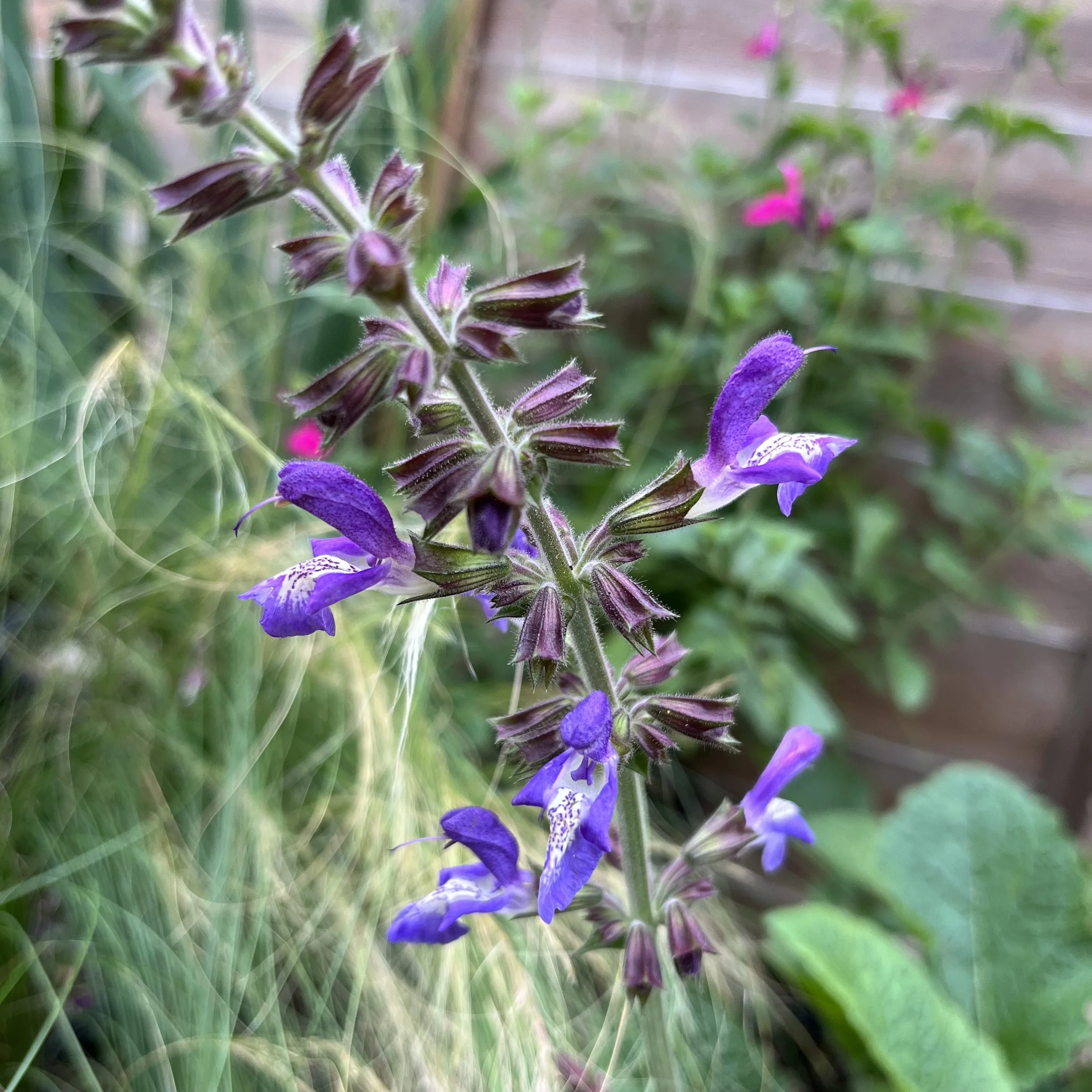 Salvia forskaohlei