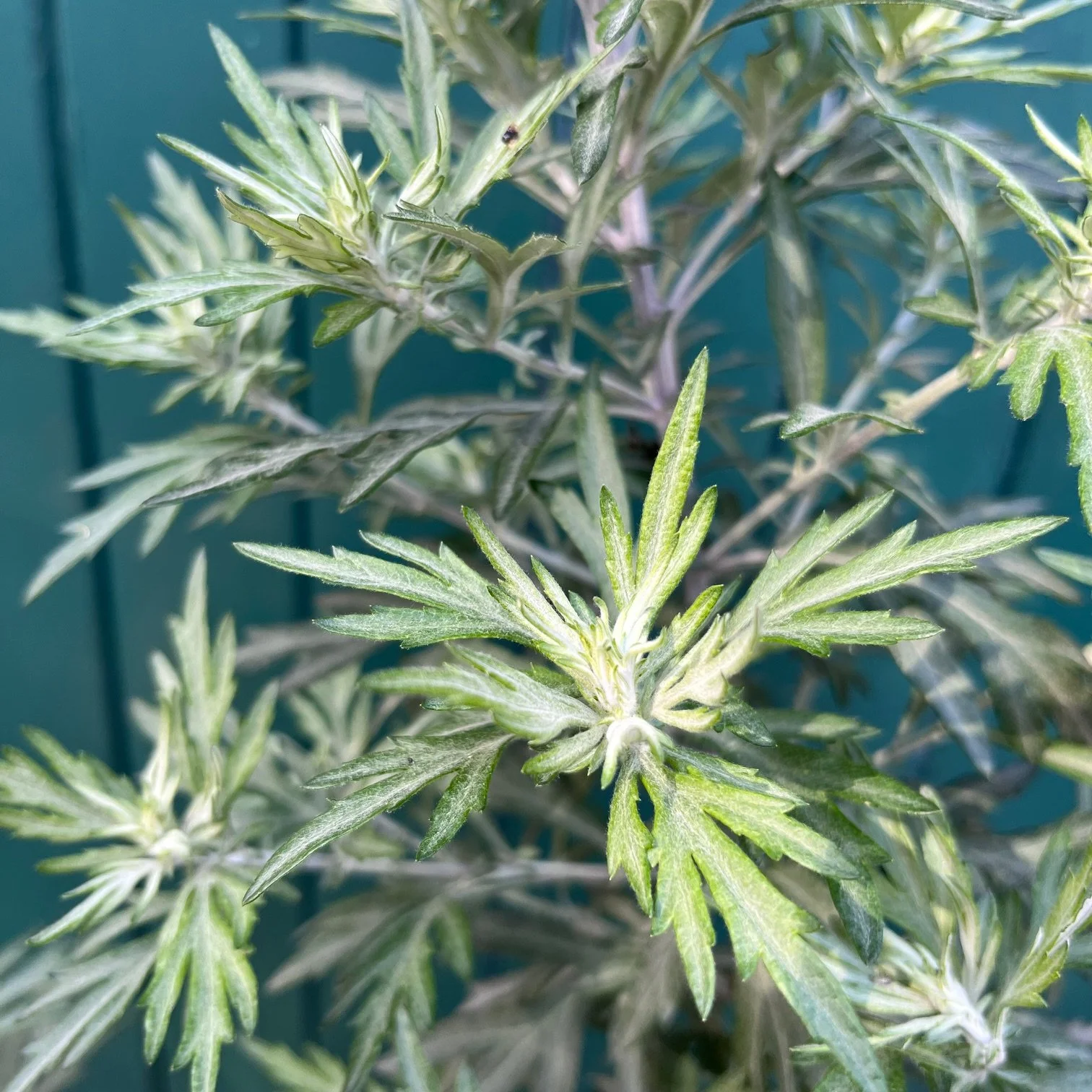 Artemisia indica var. momiyamae Image 001.jpg