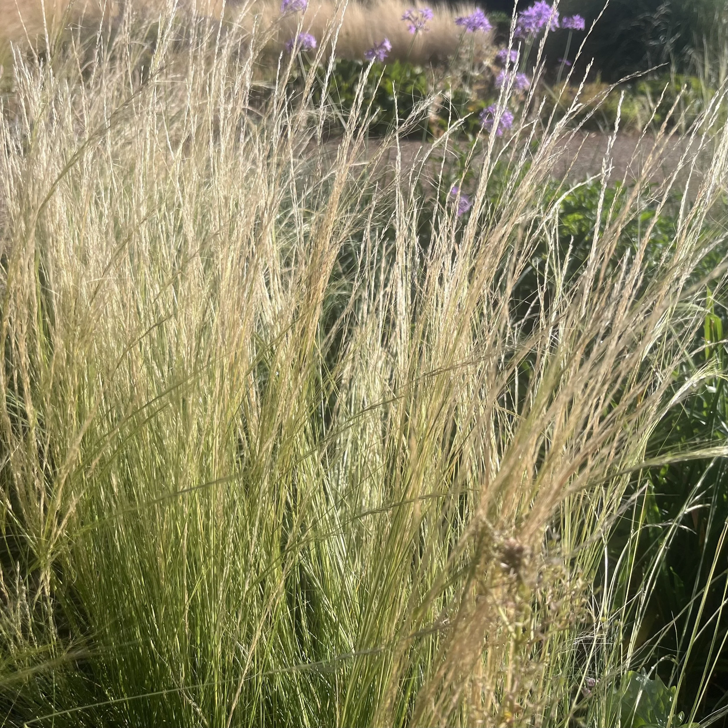 Stipa lessingiana