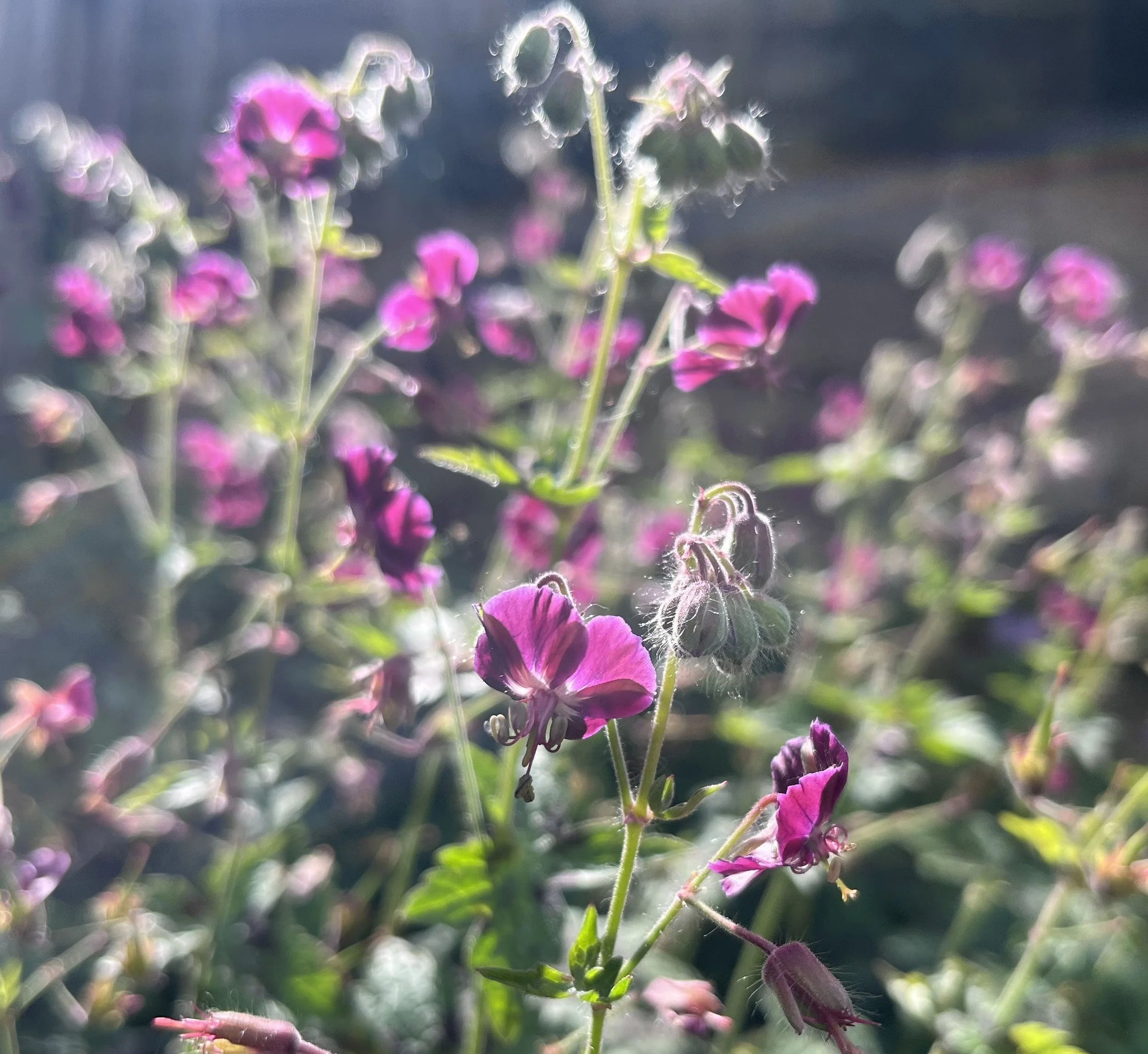 Geranium phaeum var. phaeum 'Samobor'