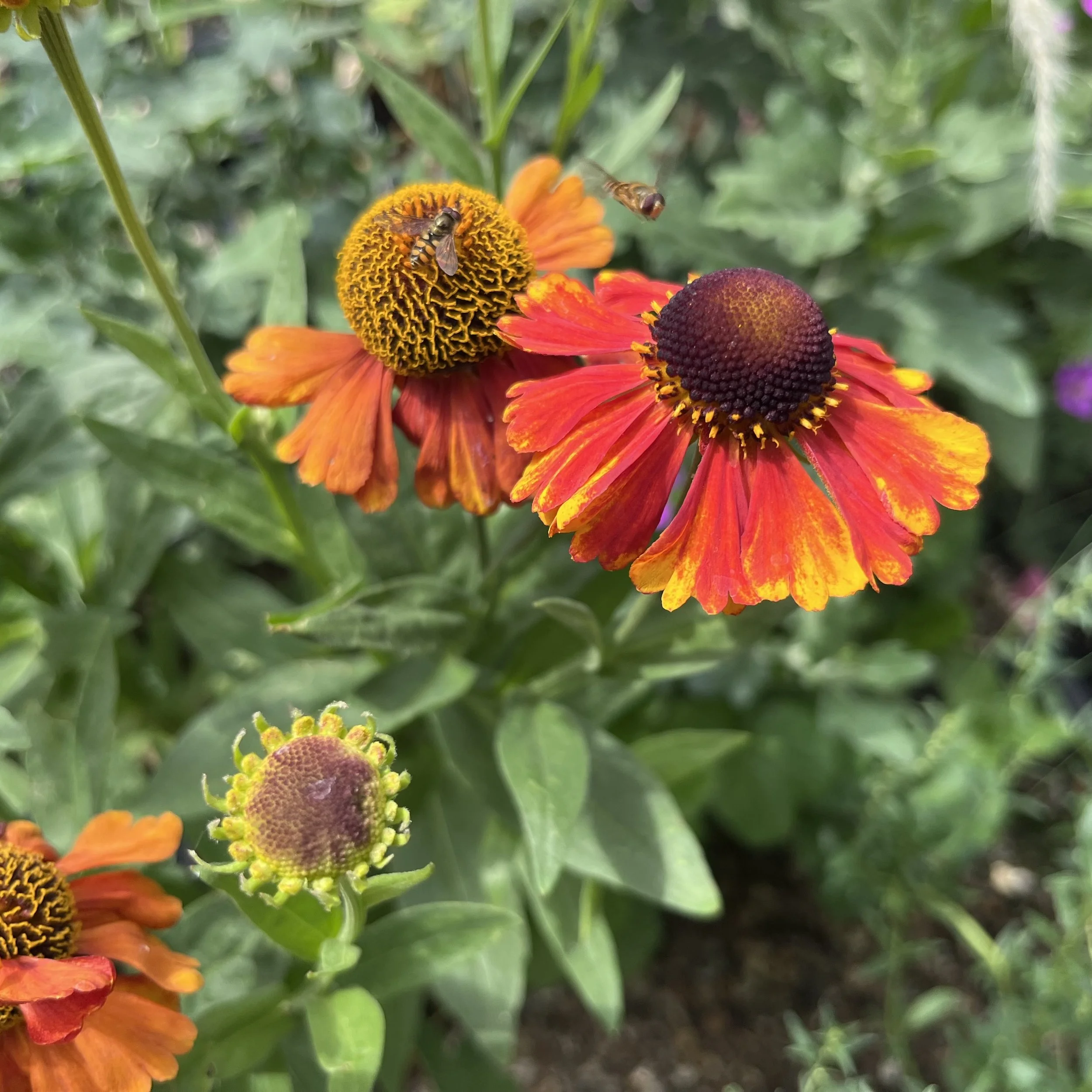 Helenium 'Sahin's Early Flowerer'