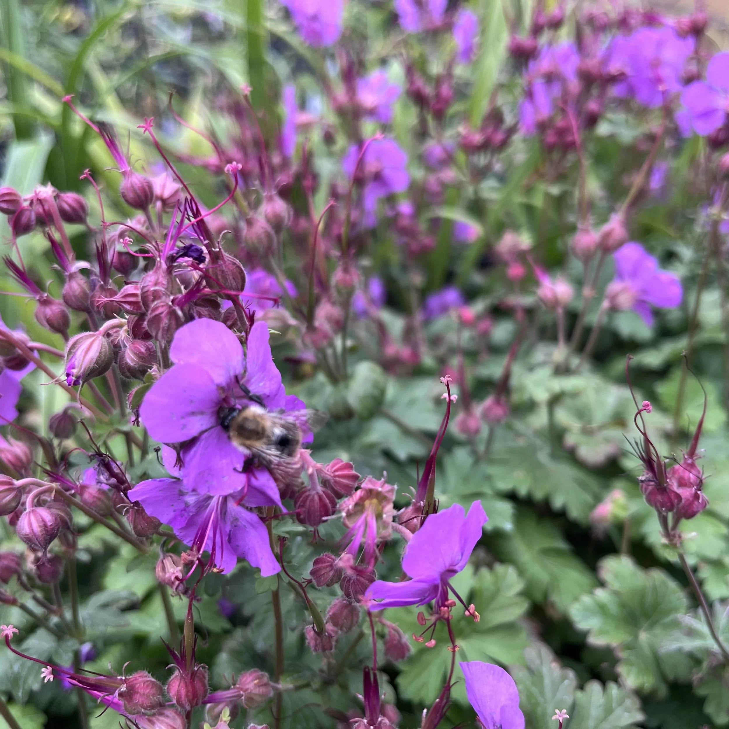 Geranium x cantabrigiense 'Karmina'