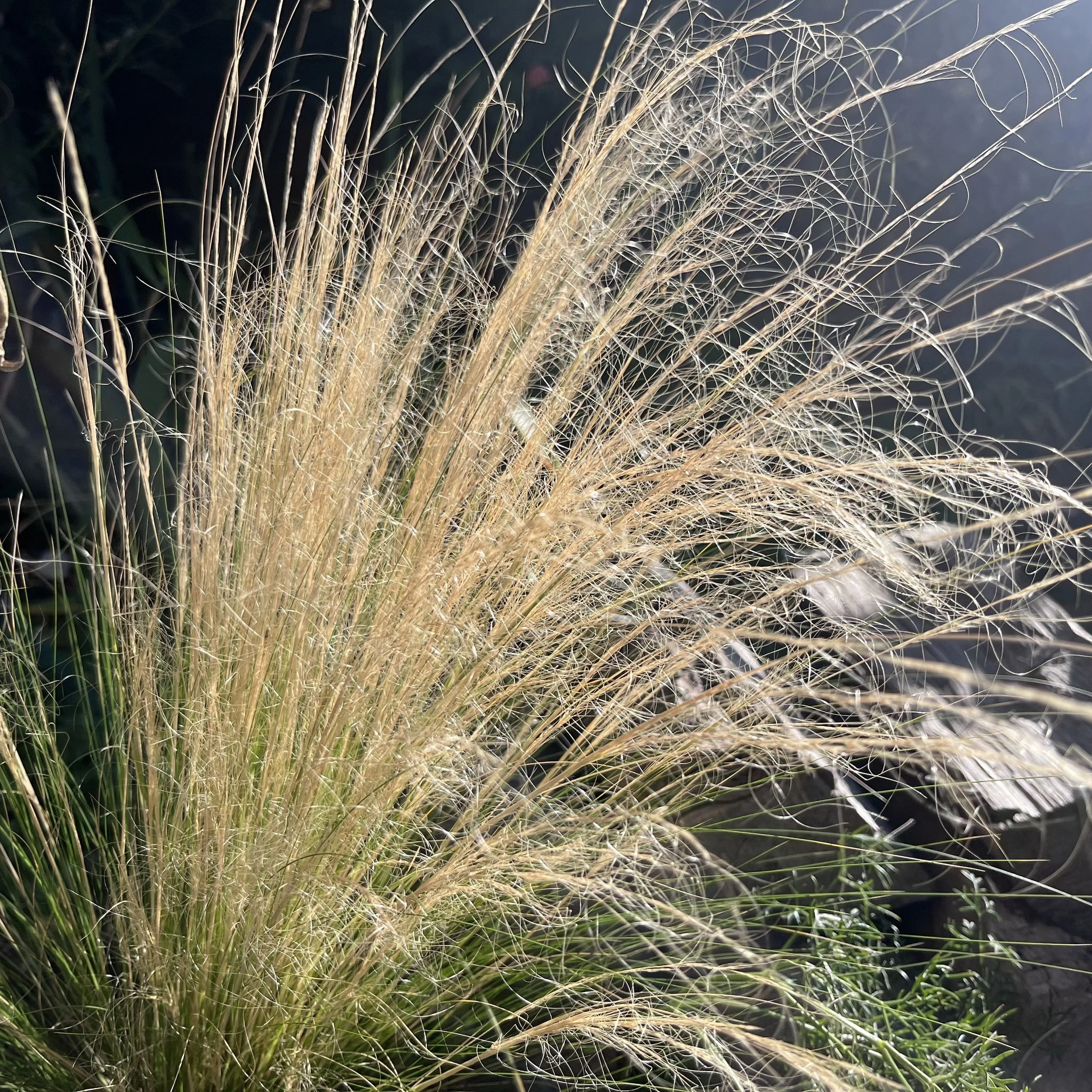 Stipa tenuissima