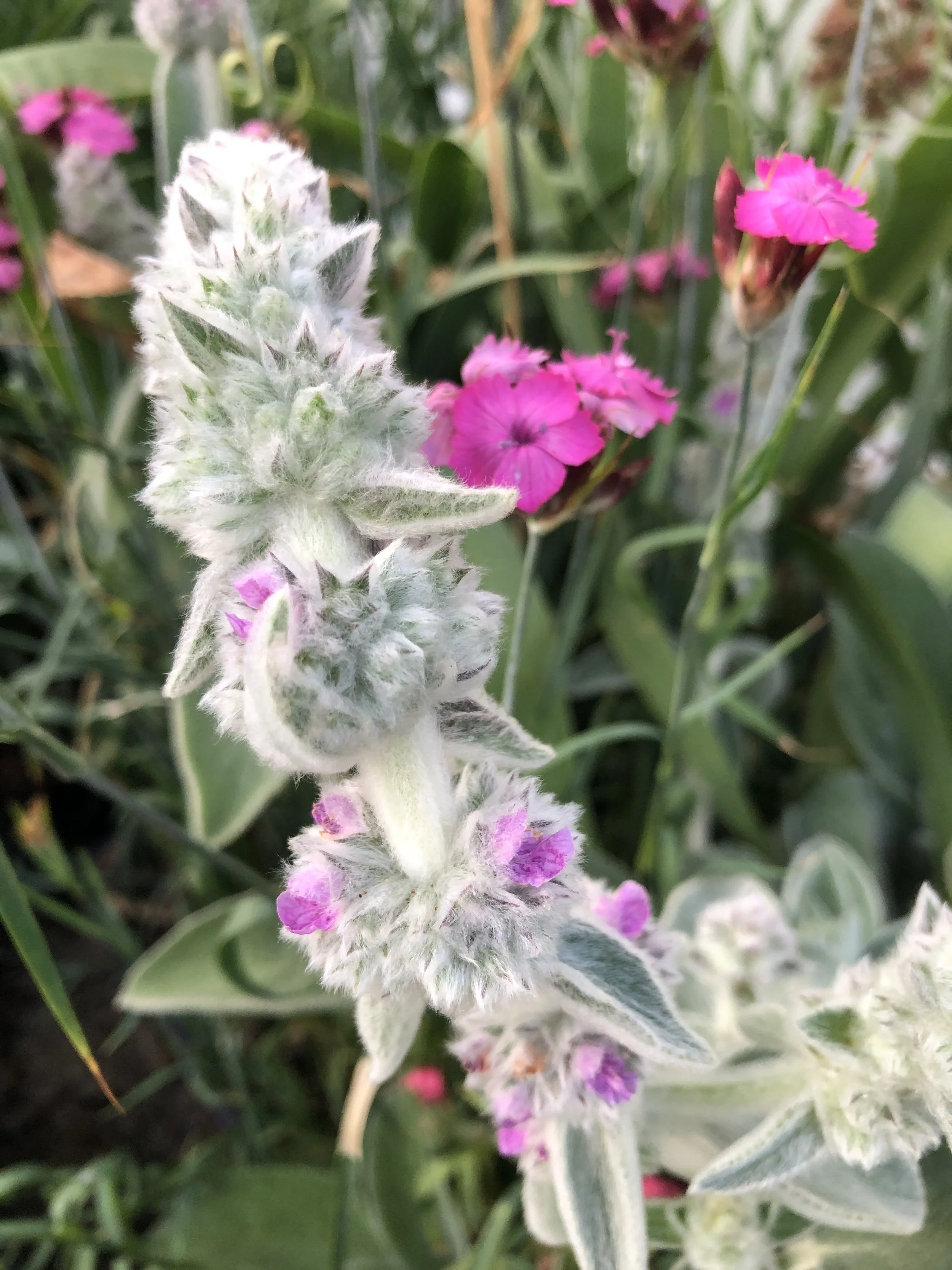 Stachys byzantina 'Big Ears'