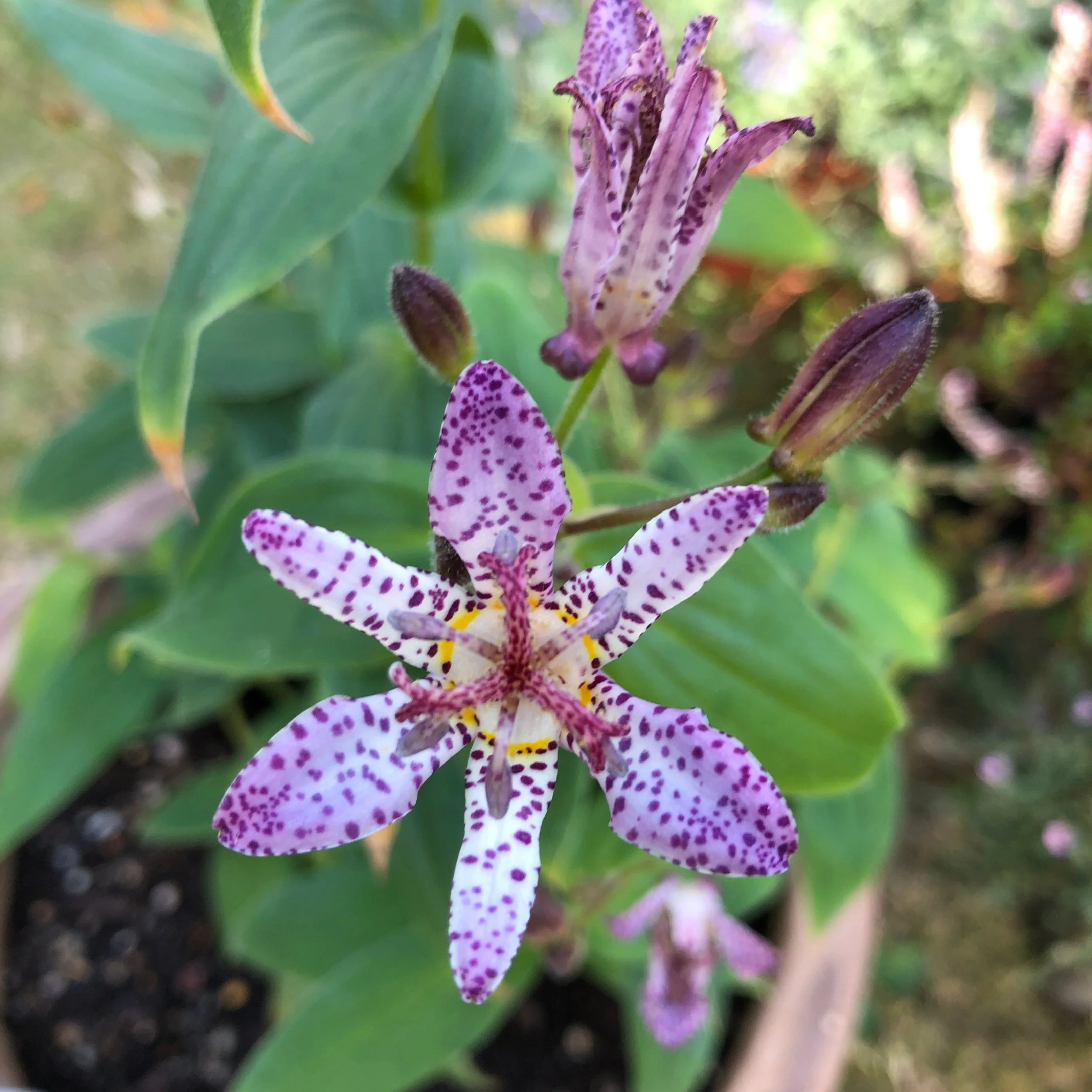 Tricyrtis hirta ‘Akachan Daisy’