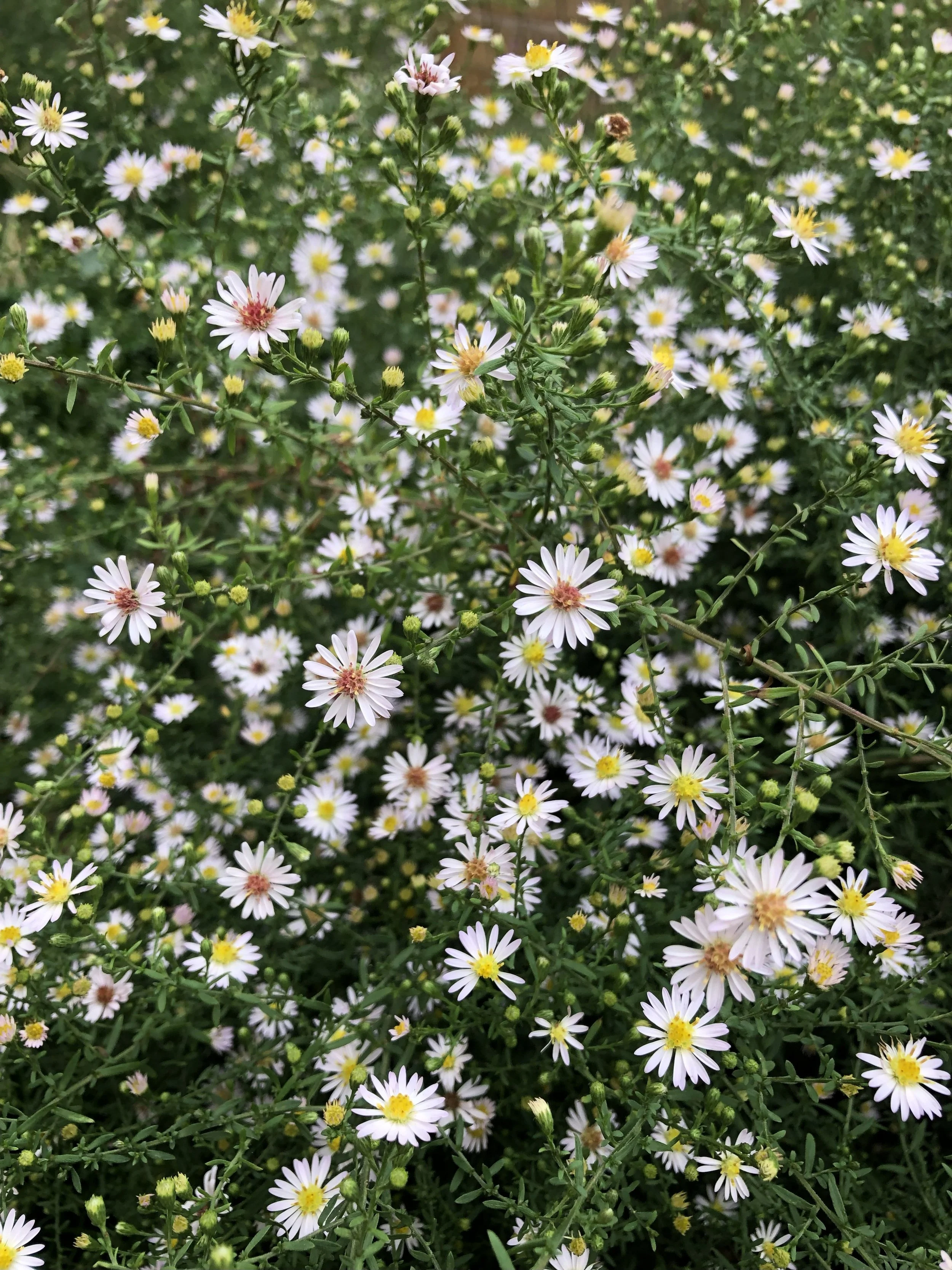Symphyotrichum ericoides ‘Rosy Veil’