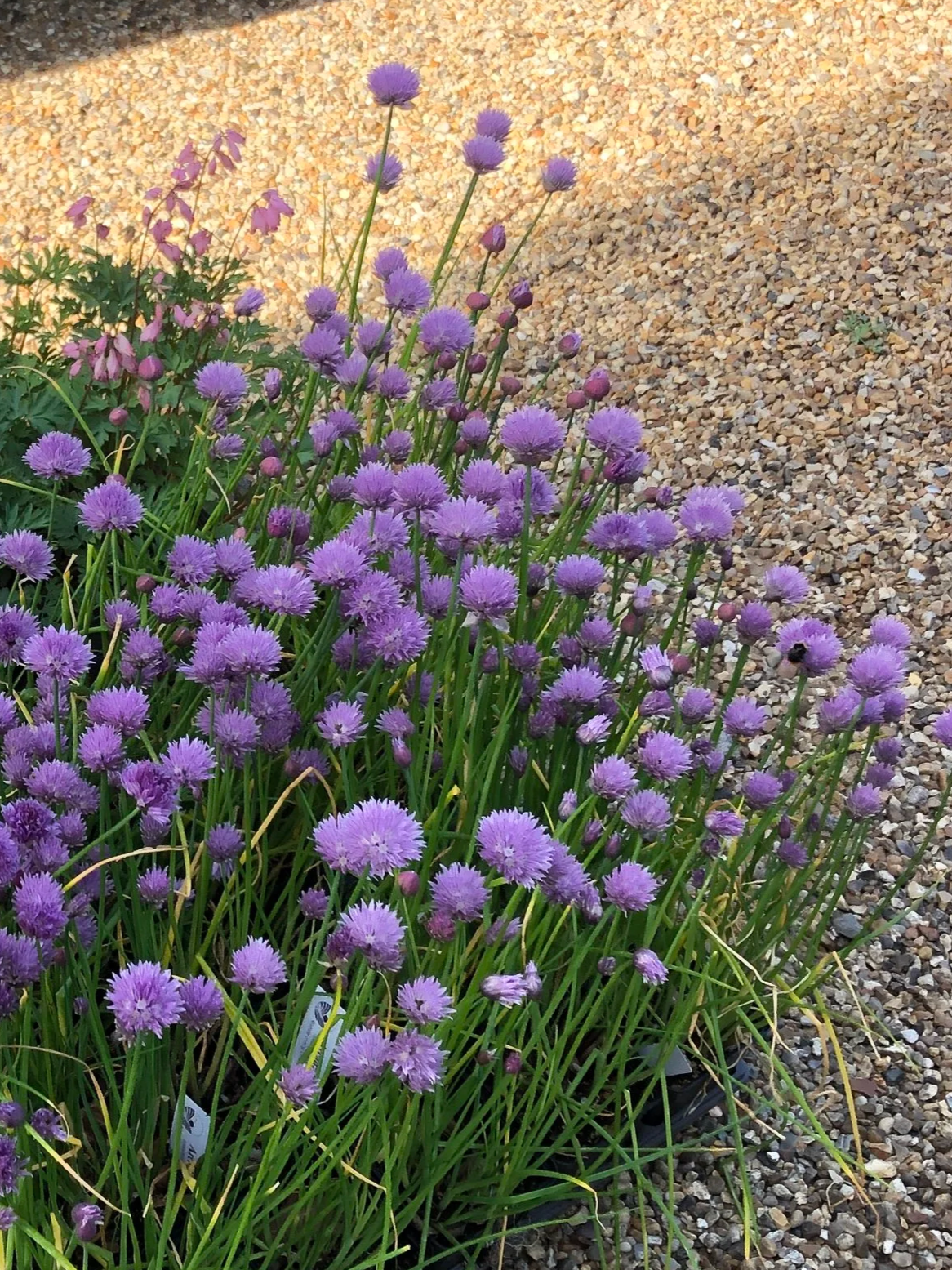 Allium schoenoprasum