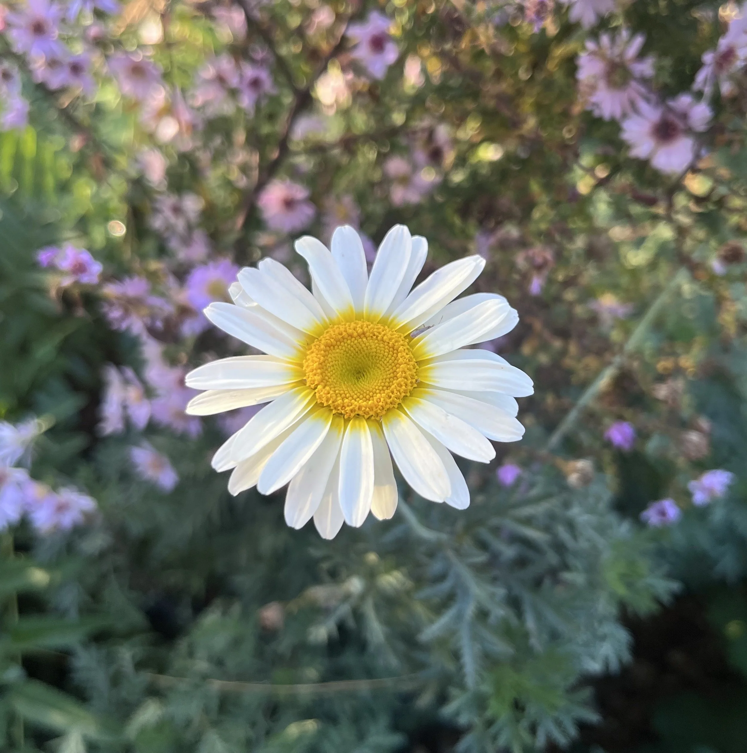 Anthemis ‘Cally Cream’