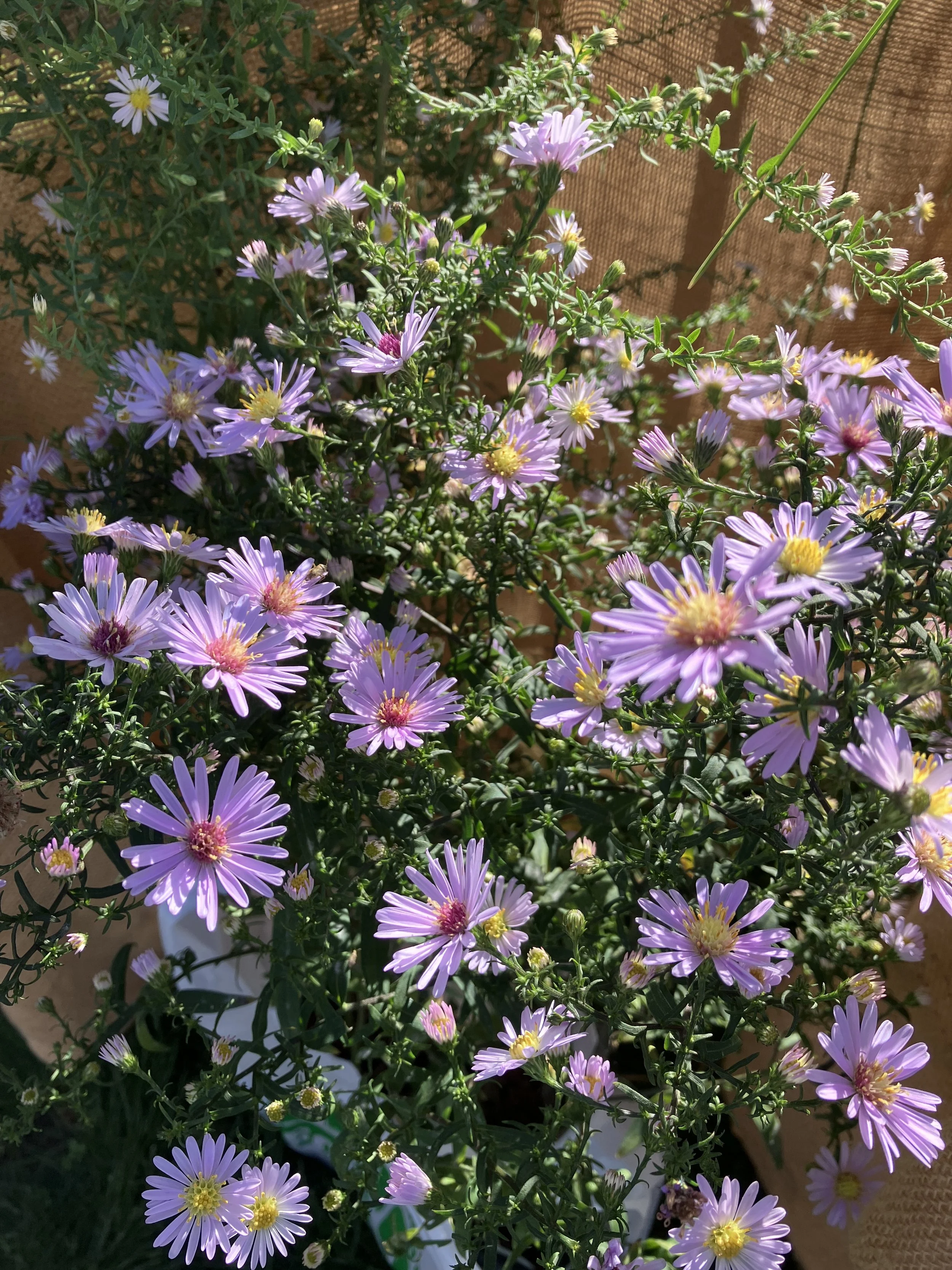 Symphyotrichum ‘Prairie Pink’