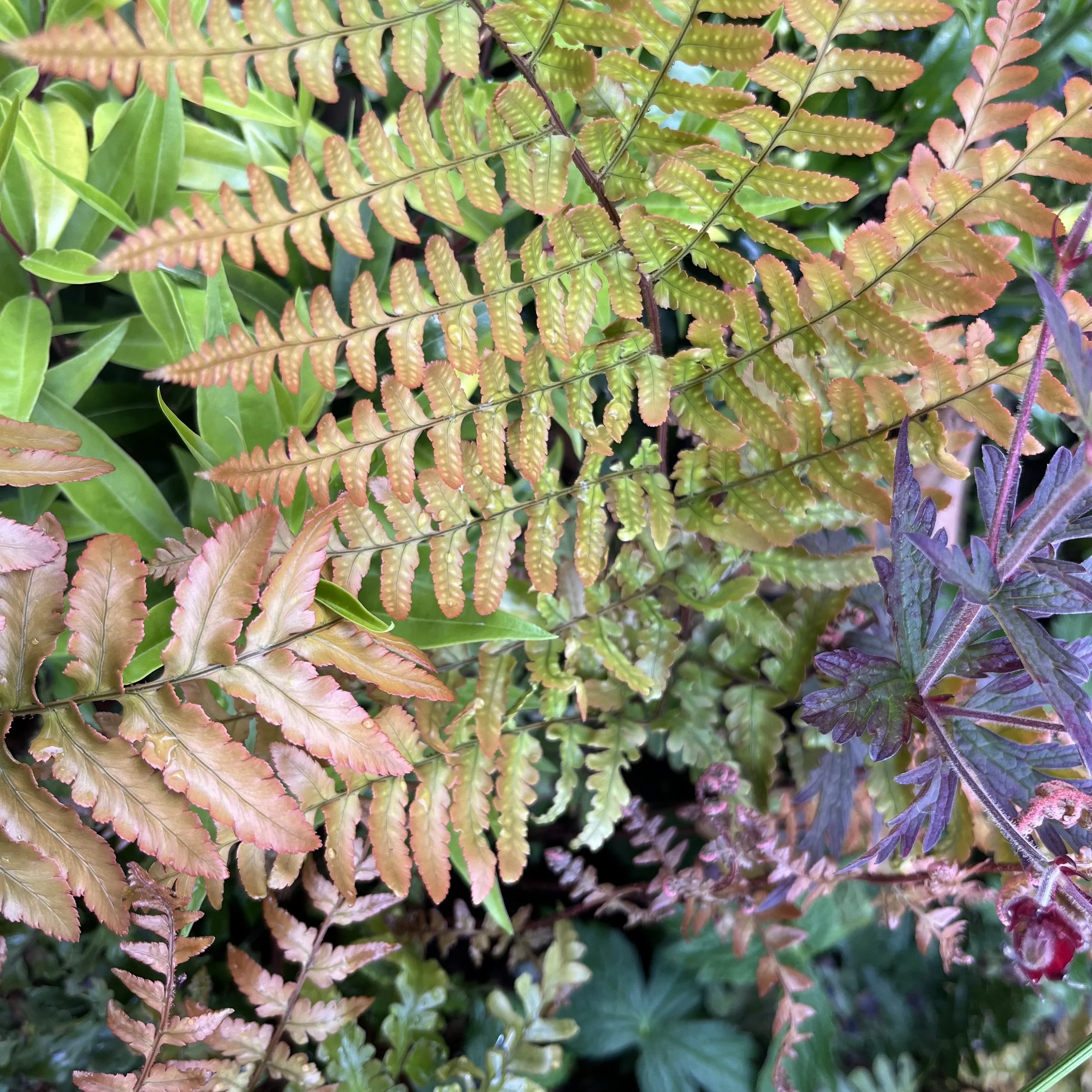 Dryopteris erythrosora Image 1.jpg