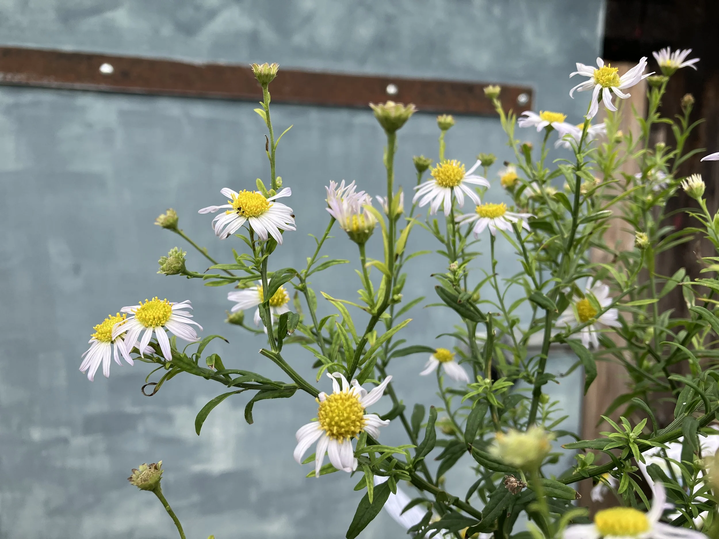 Kalimeris mongolica 'Mon Jardin'