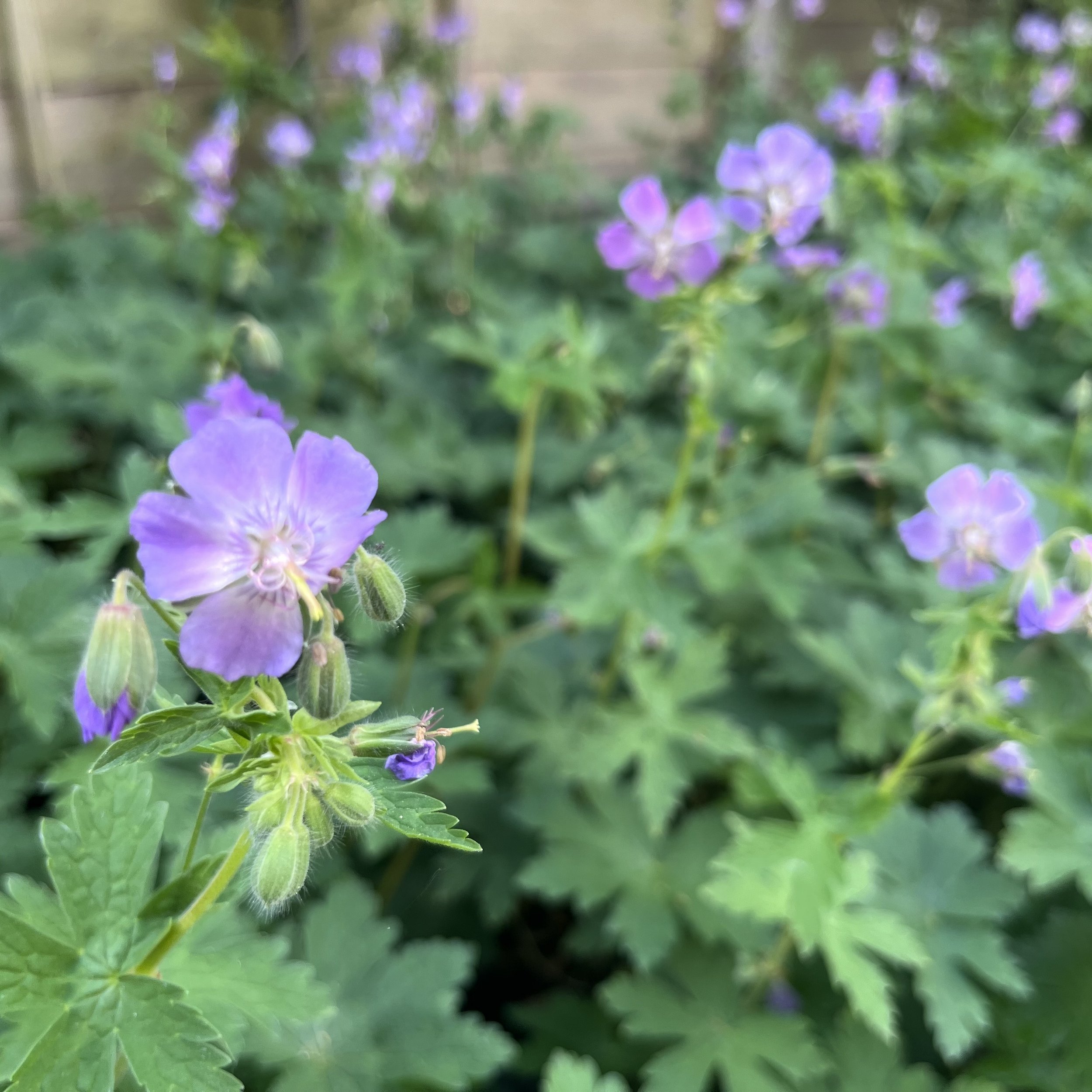 Geranium phaeum var. lividum 'Majus'