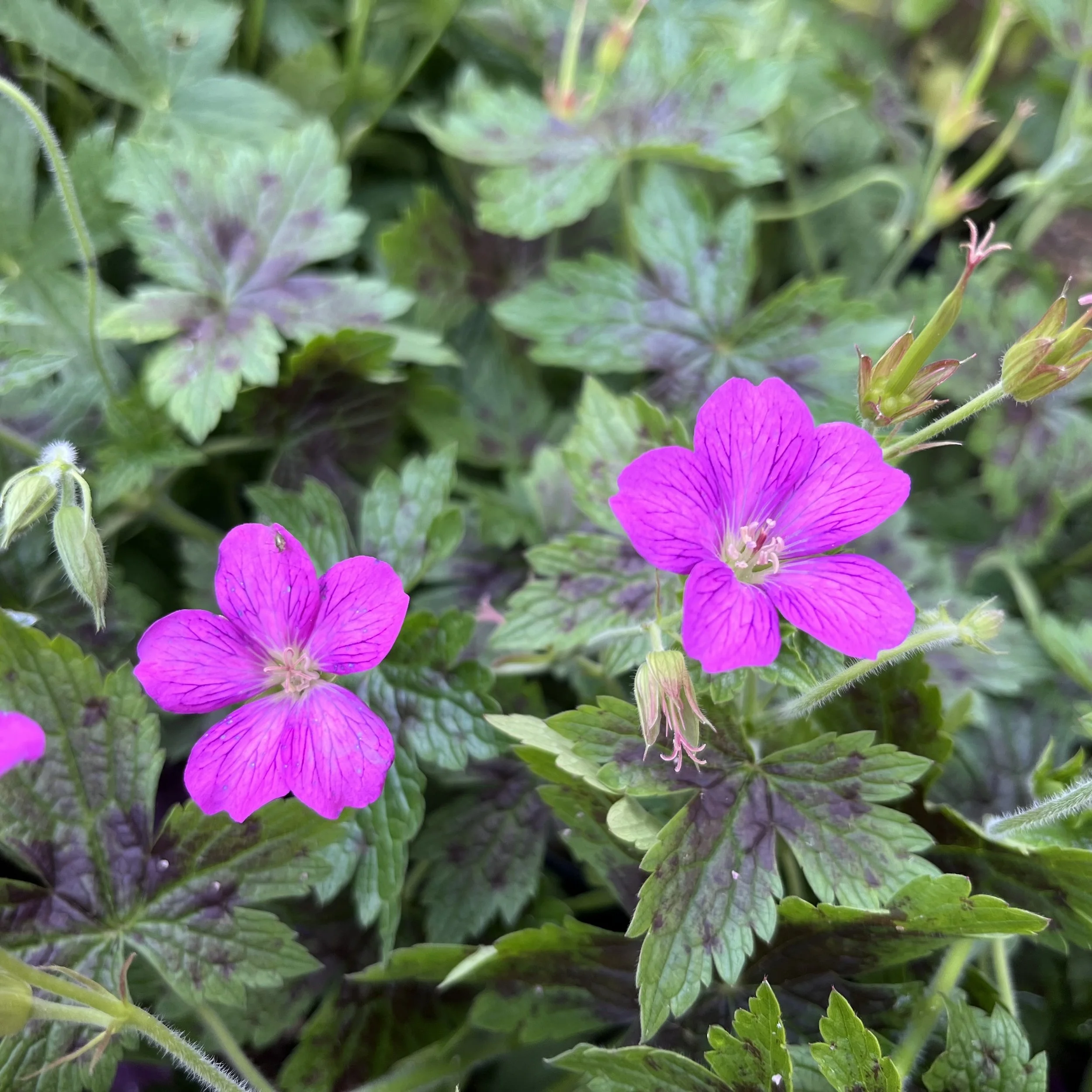 Geranium x oxinianum ‘Lambrook Maureen’