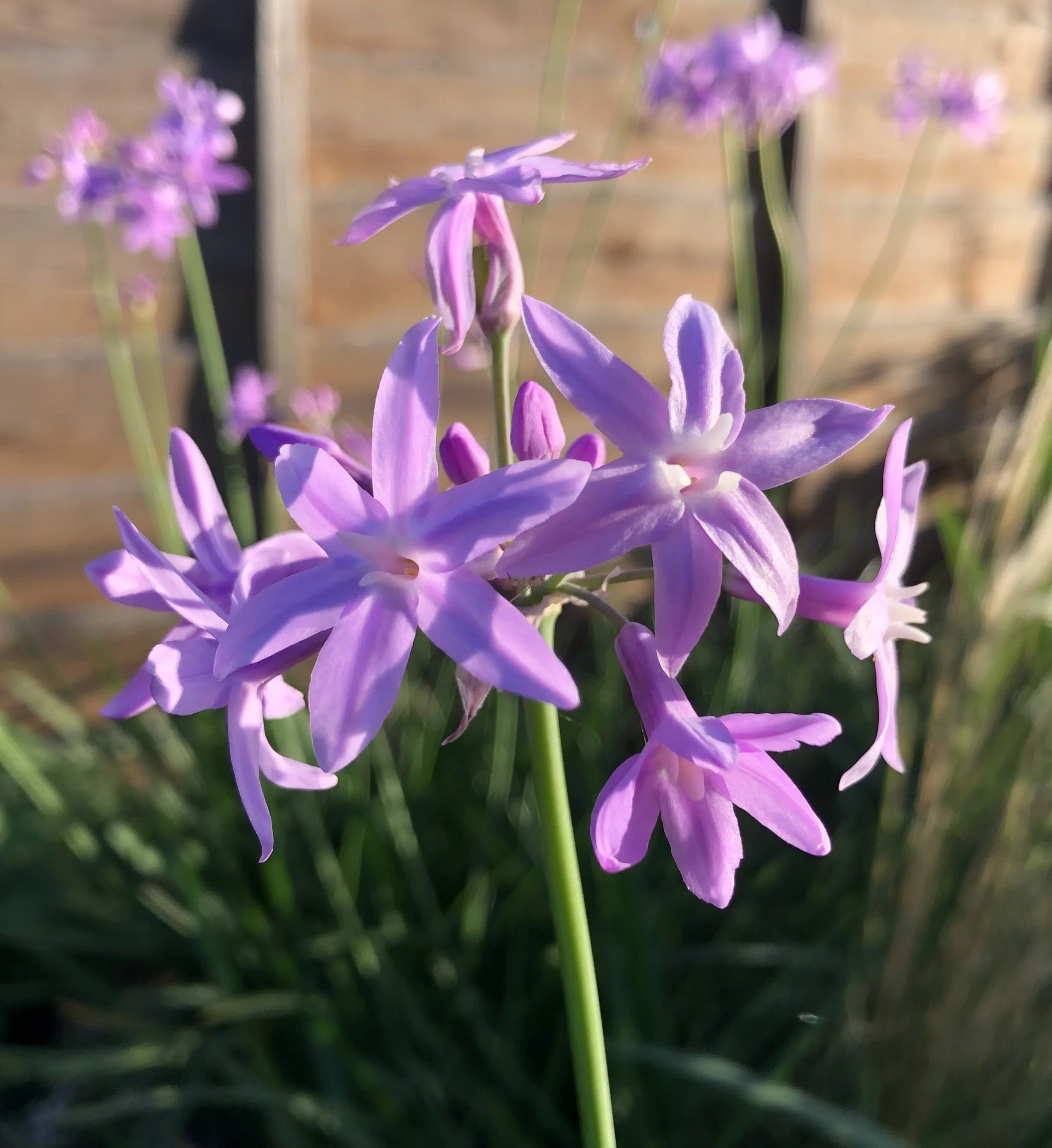 Tulbaghia ‘John May’s Special’