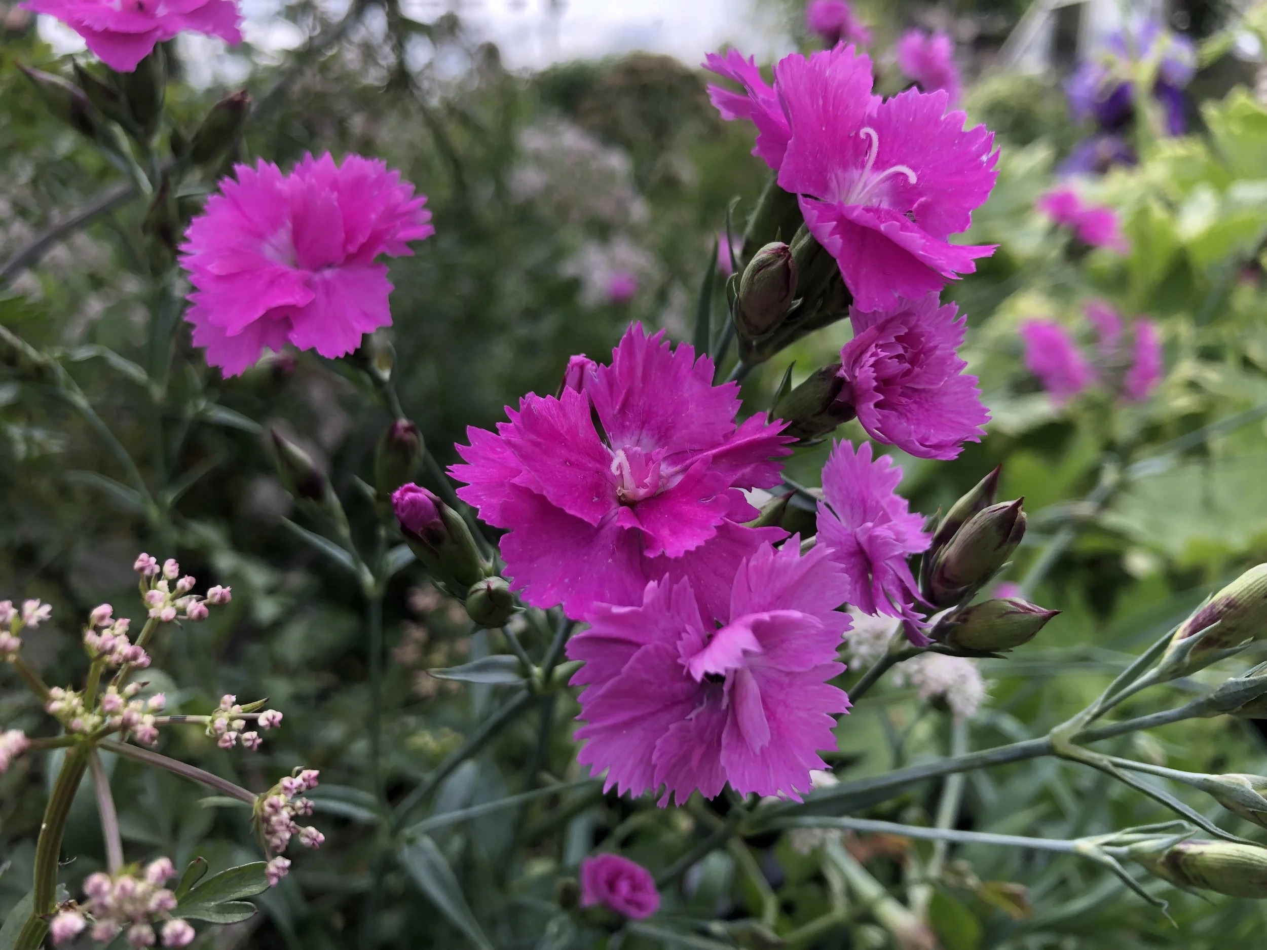 Dianthus ‘Telhouet’