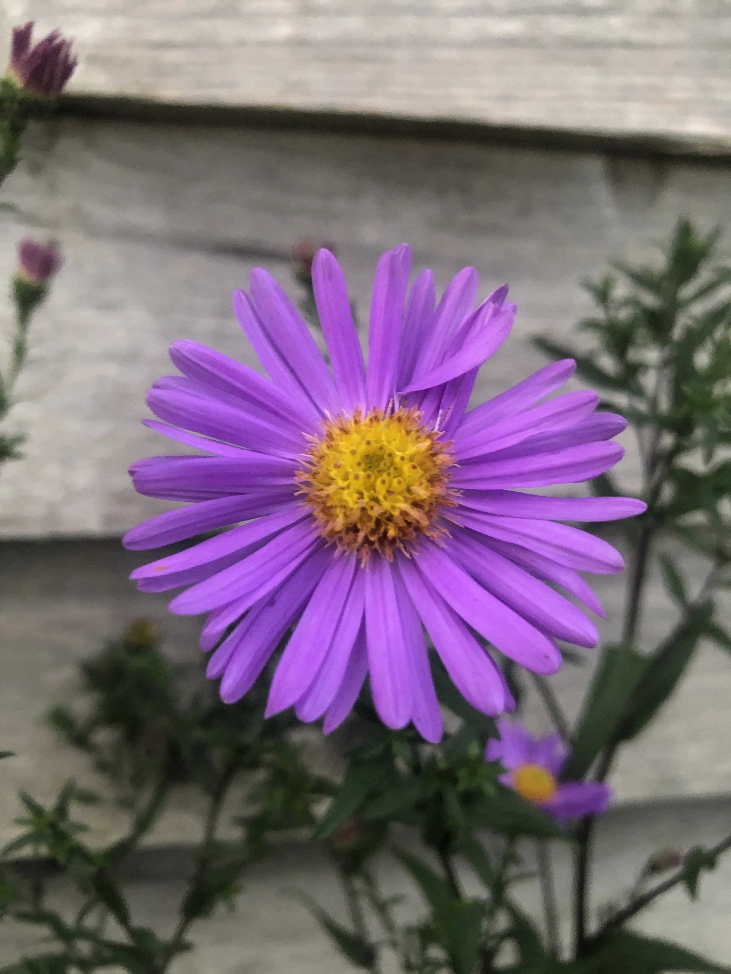 Symphyotrichum laeve ‘Orpheus’