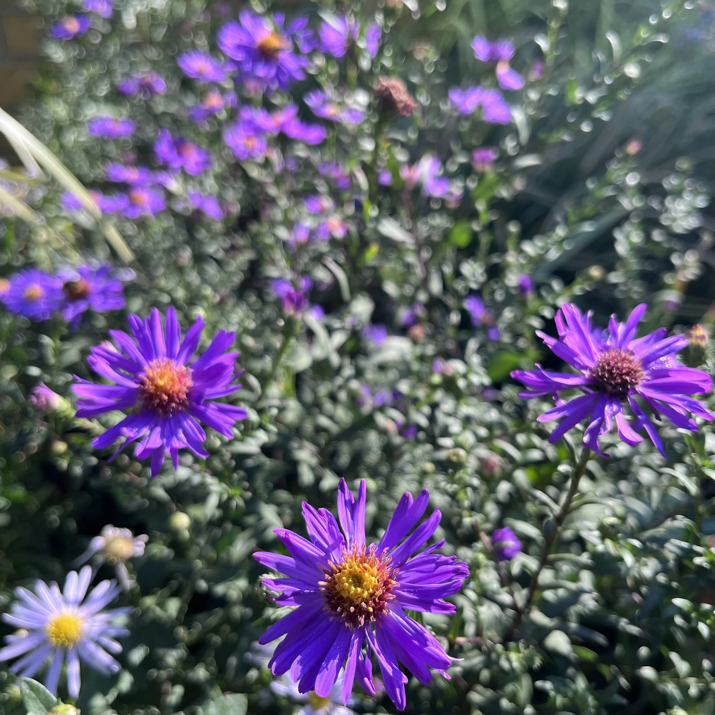 Symphyotrichum laeve ‘Orpheus’