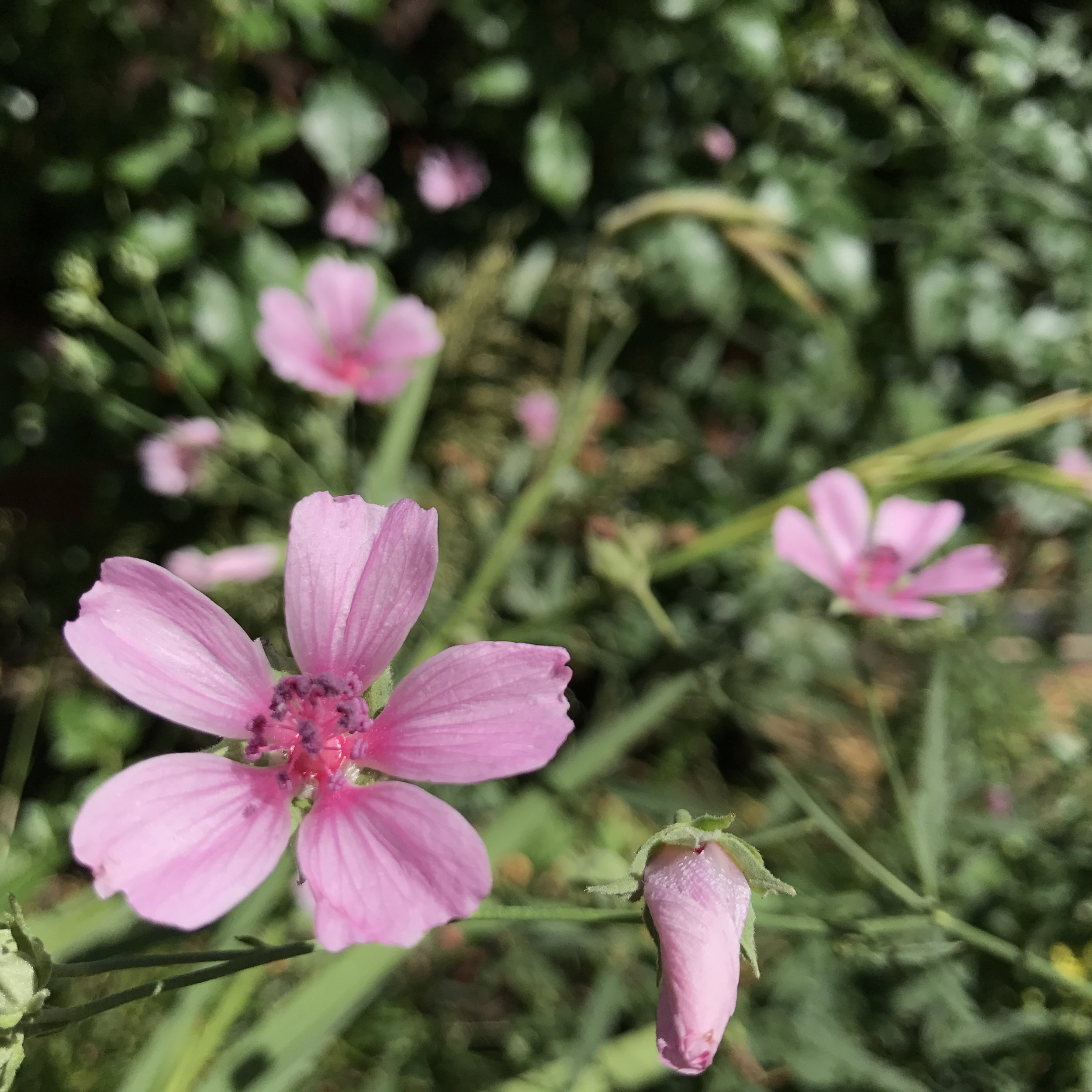 Althea cannabina