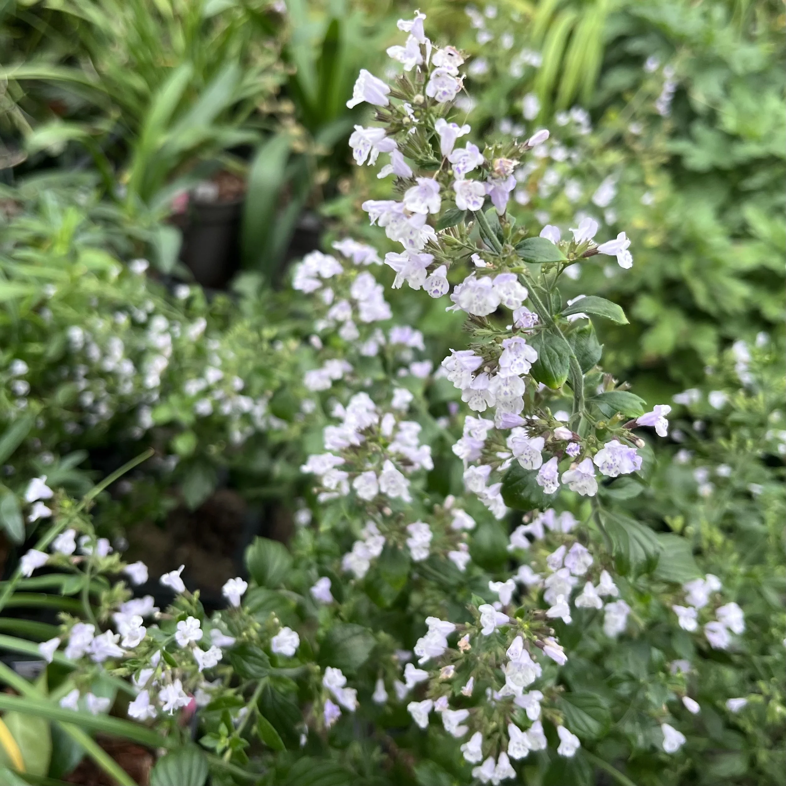 IMG_0079.jpeg
