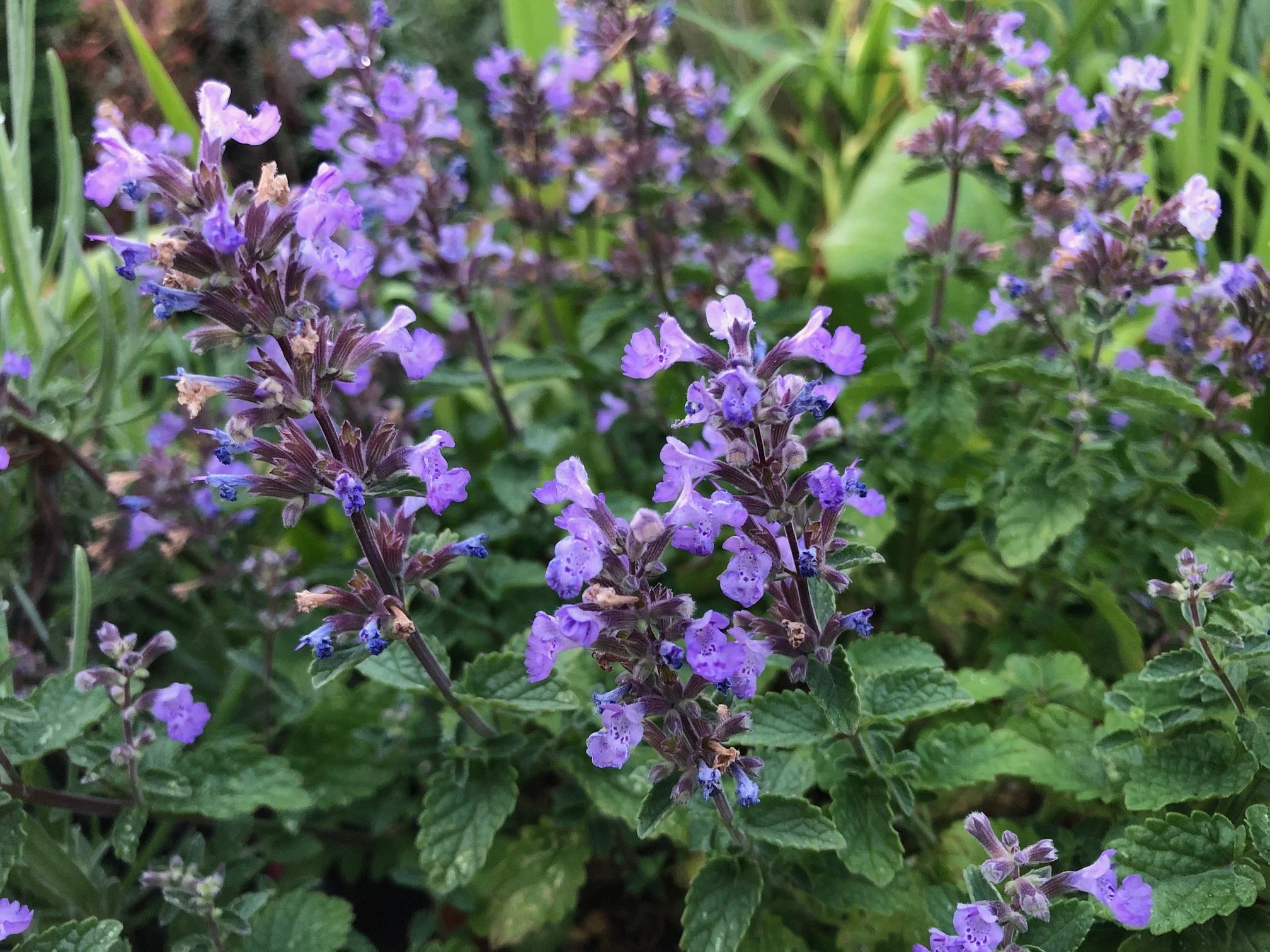 Nepeta racemosa ‘Grog’
