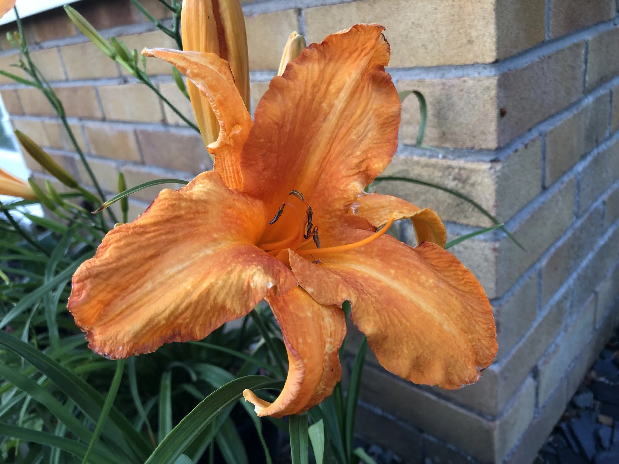 Hemerocallis 'Primal Scream' Image 1.jpg